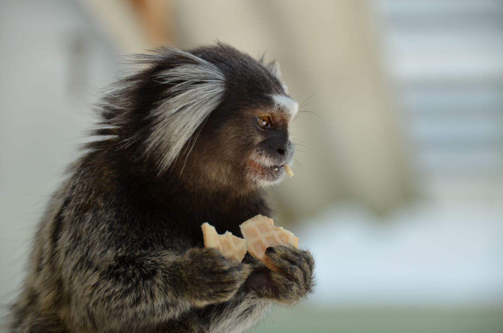 Nikon D5100 sample photo. Monkey, marmoset, animal photography