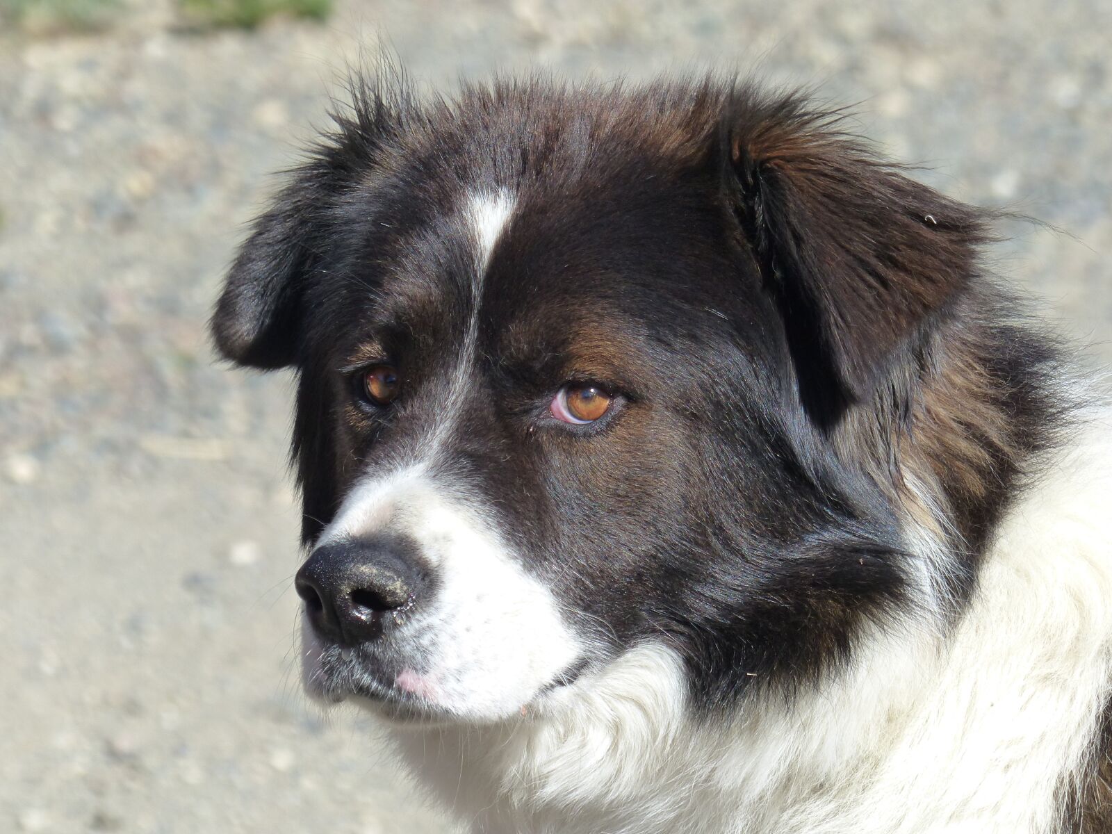 Panasonic Lumix DMC-FZ200 sample photo. Dog, face, portrait photography
