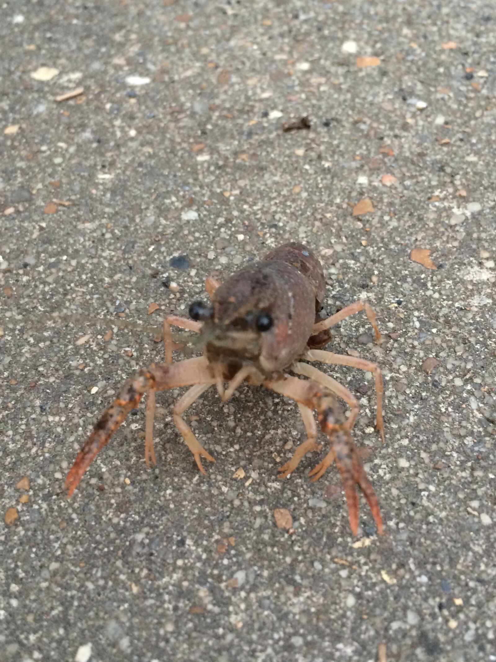 Apple iPhone 5s sample photo. Crawfish, louisiana photography