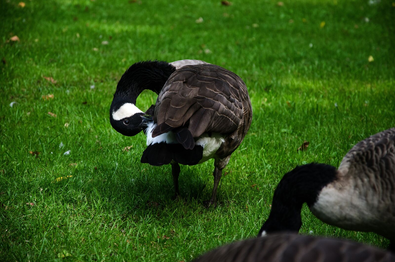 Nikon D5100 sample photo. Duck, grass, meadow photography