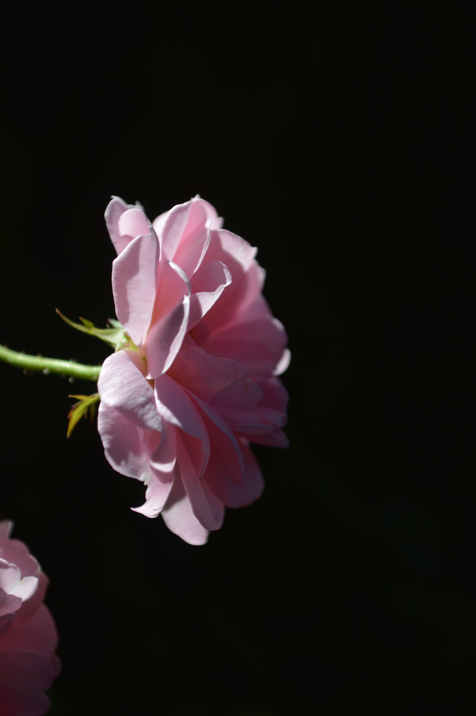 Nikon D3200 sample photo. Roses, lovely, day photography