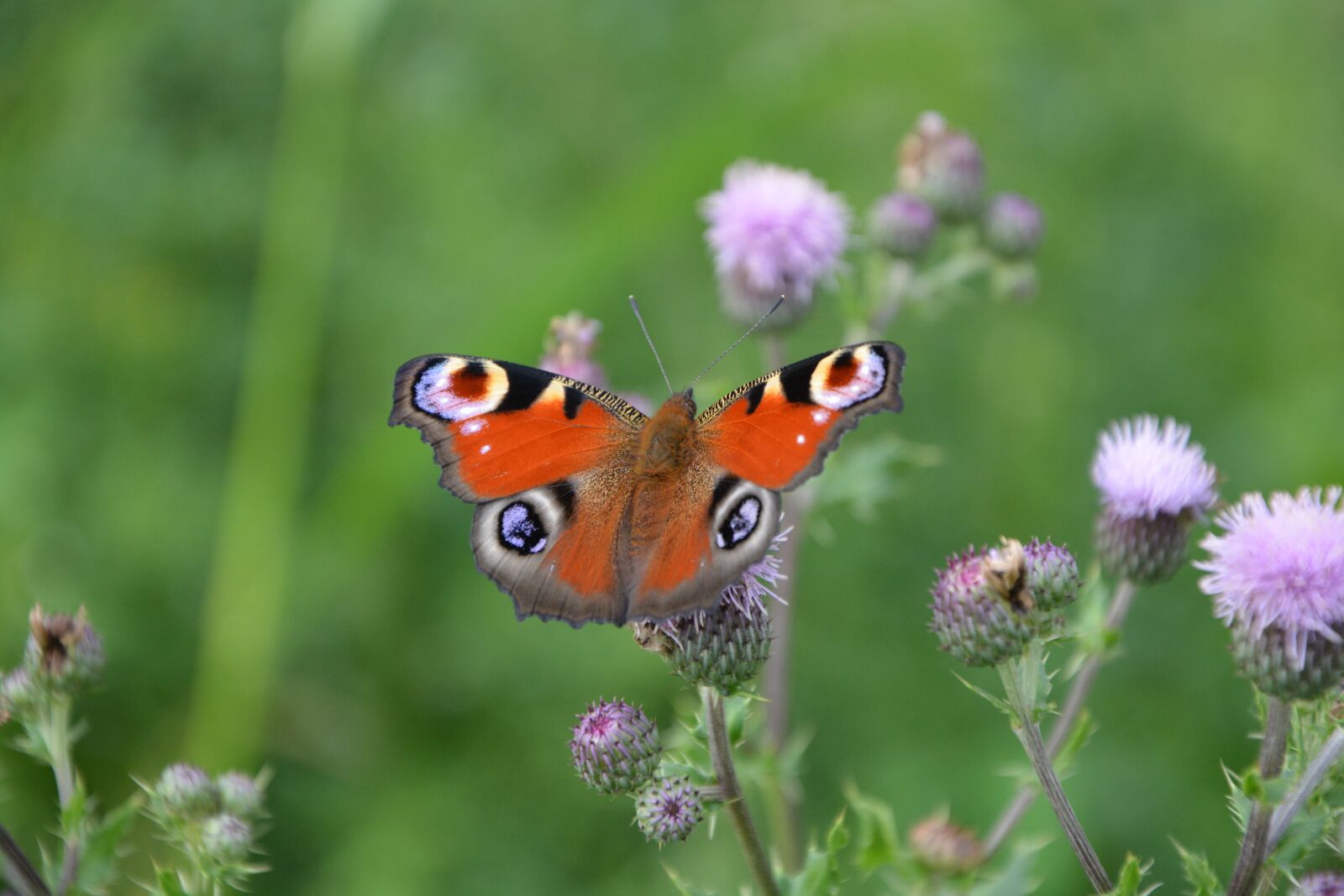 Nikon D5200 sample photo. Flowers thistles, butterfly, wings photography