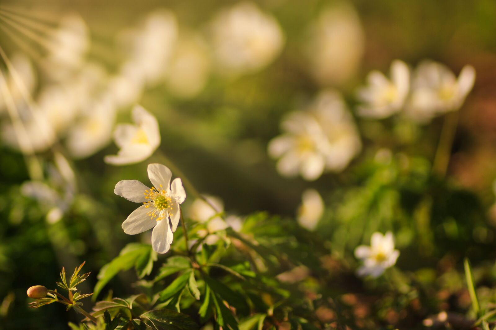 Tamron SP 90mm F2.8 Di VC USD 1:1 Macro sample photo. Wood anemone, forest, spring photography
