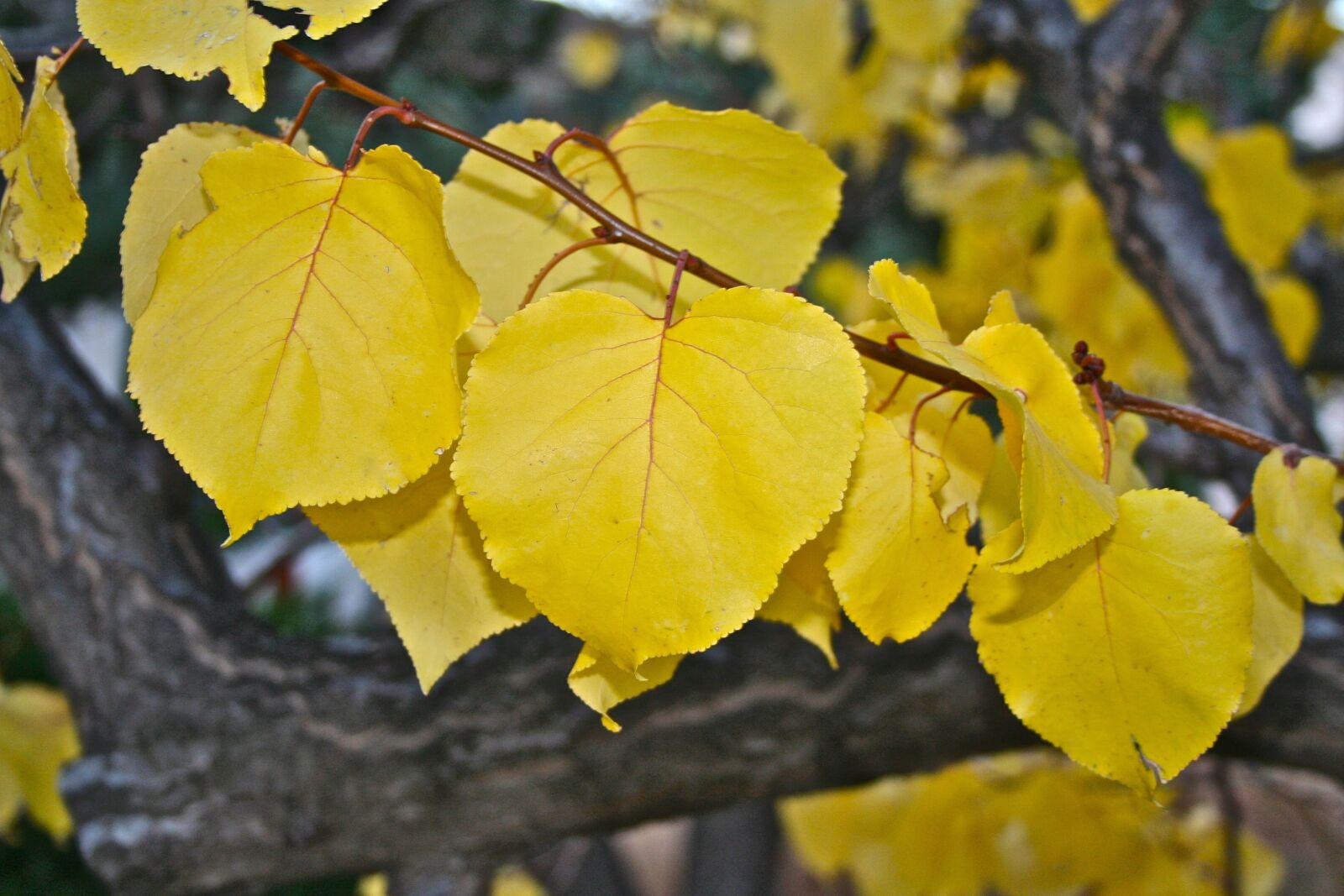 Canon EOS 350D (EOS Digital Rebel XT / EOS Kiss Digital N) sample photo. Autumn, yellow, leaves photography