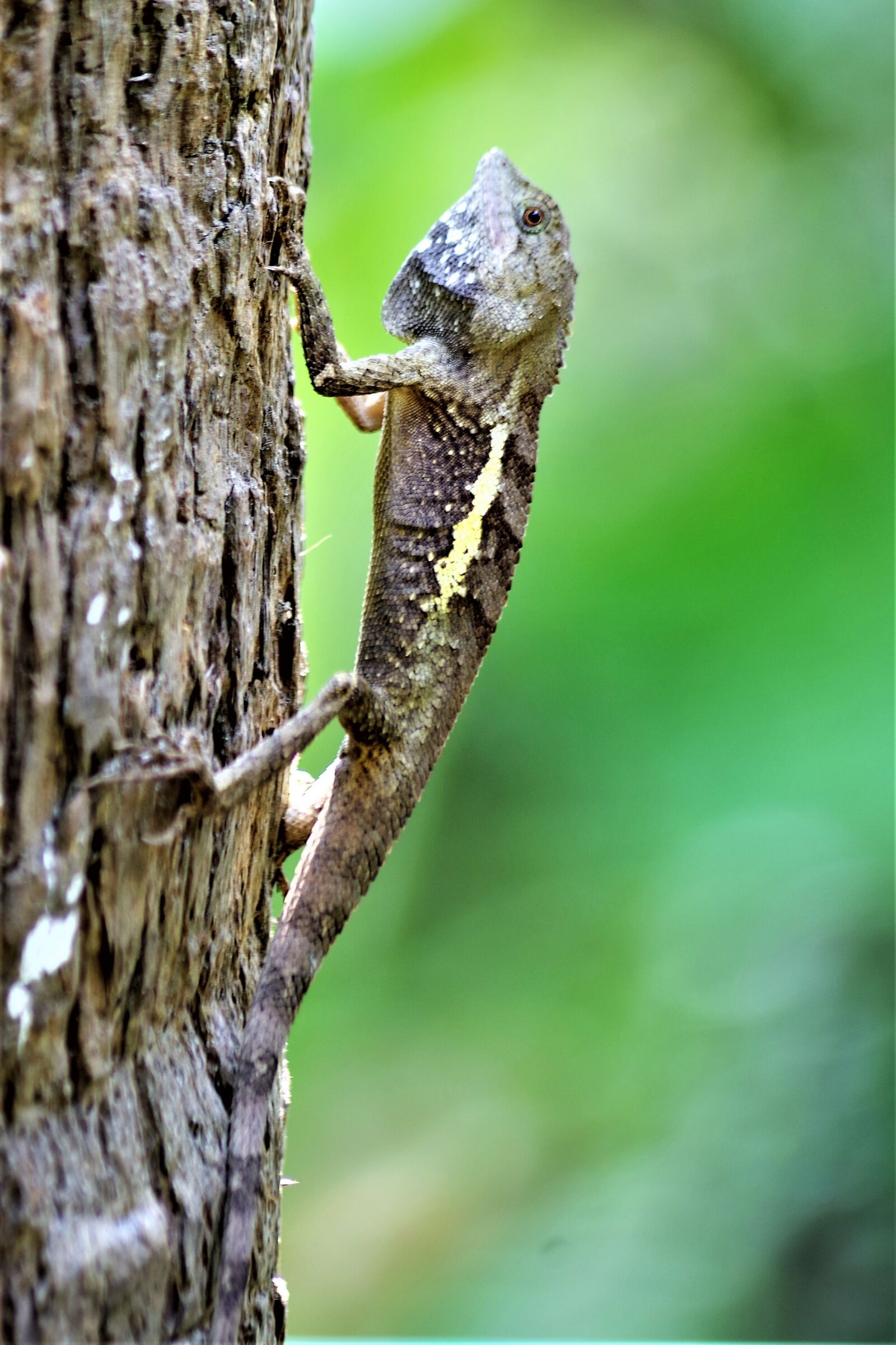 Pentax K-S2 sample photo. Gecko, tree, nature photography