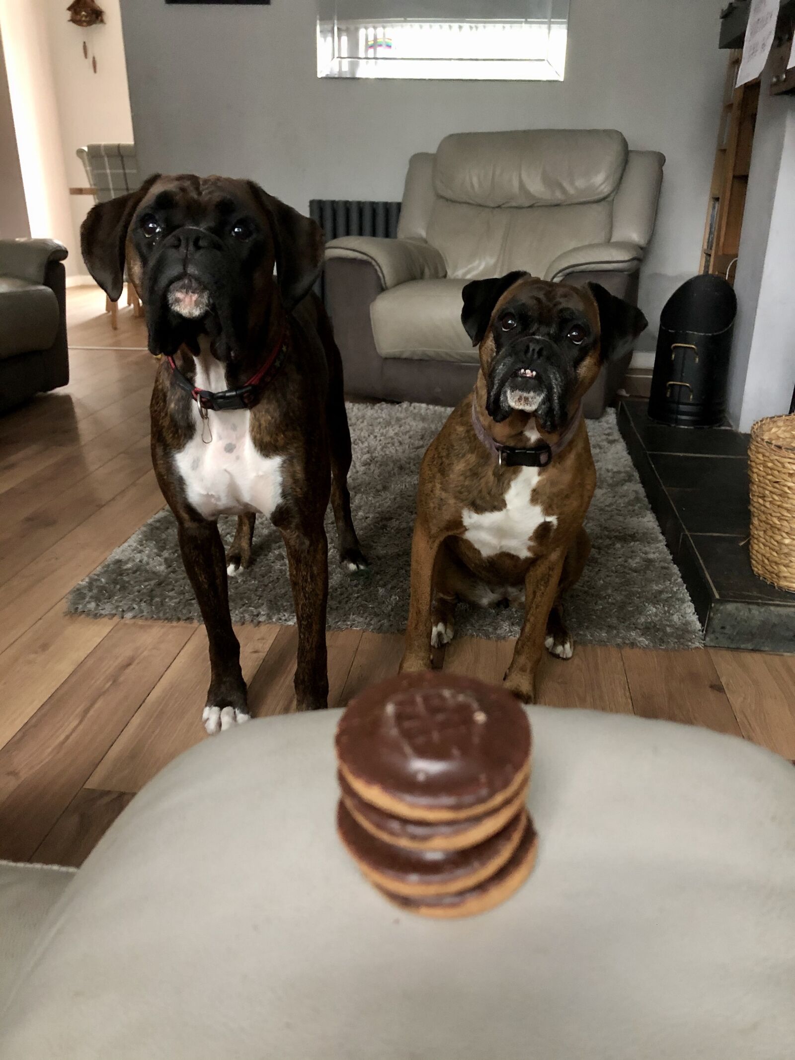 Apple iPhone X sample photo. Boxer dogs, biscuits, drool photography