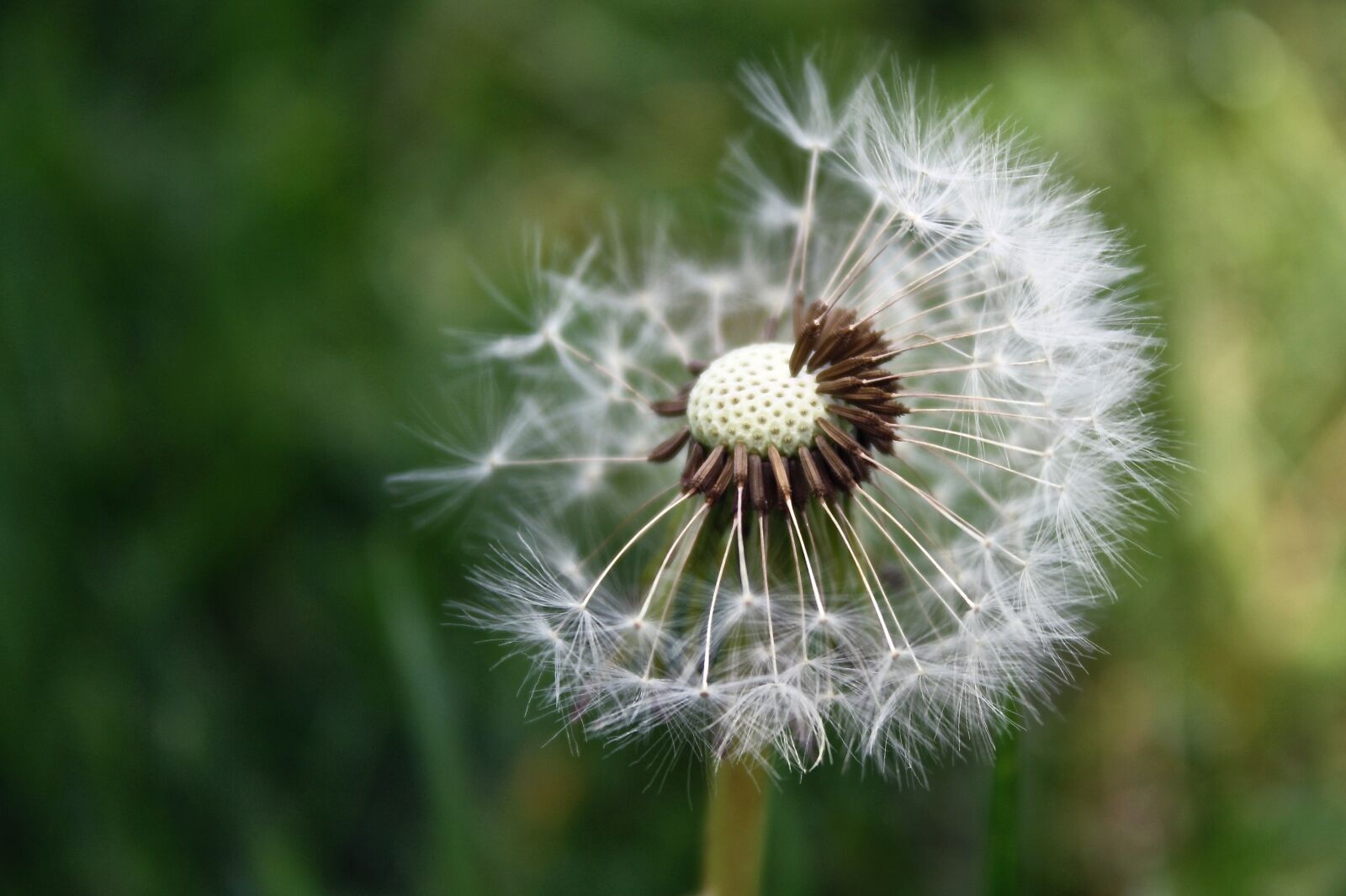 Canon EOS 1000D (EOS Digital Rebel XS / EOS Kiss F) sample photo. Dandelion, garden, wild photography