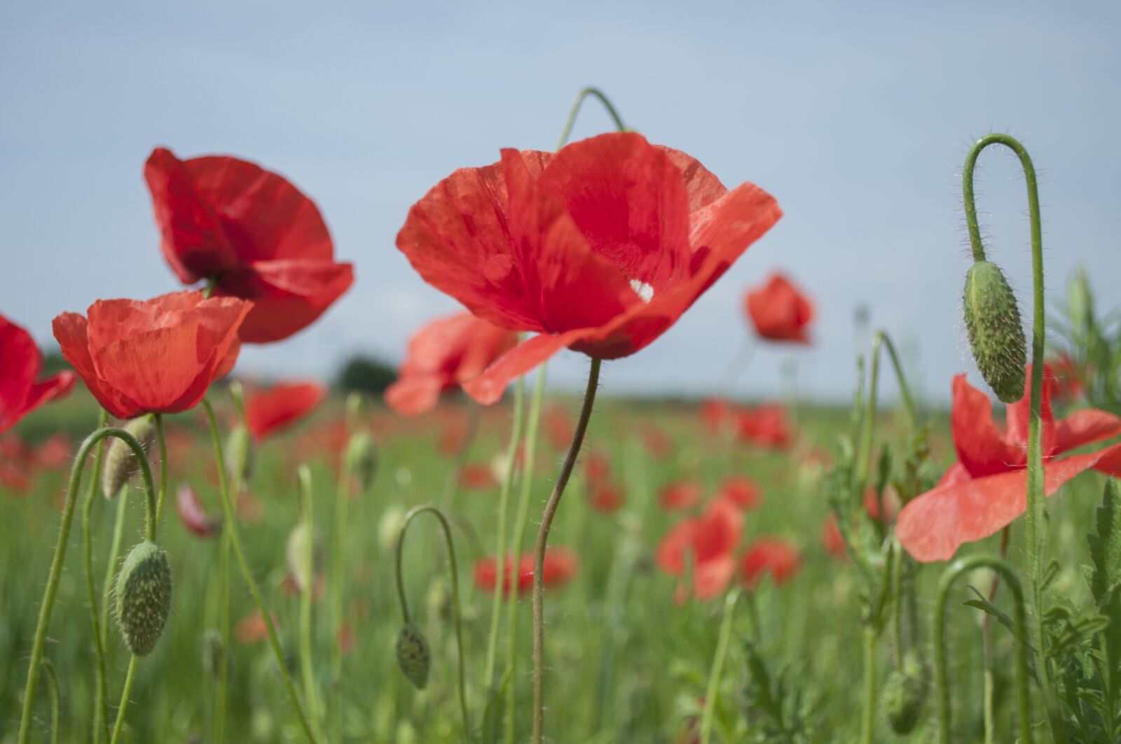 Nikon D5000 sample photo. Poppies, flowers, meadow photography