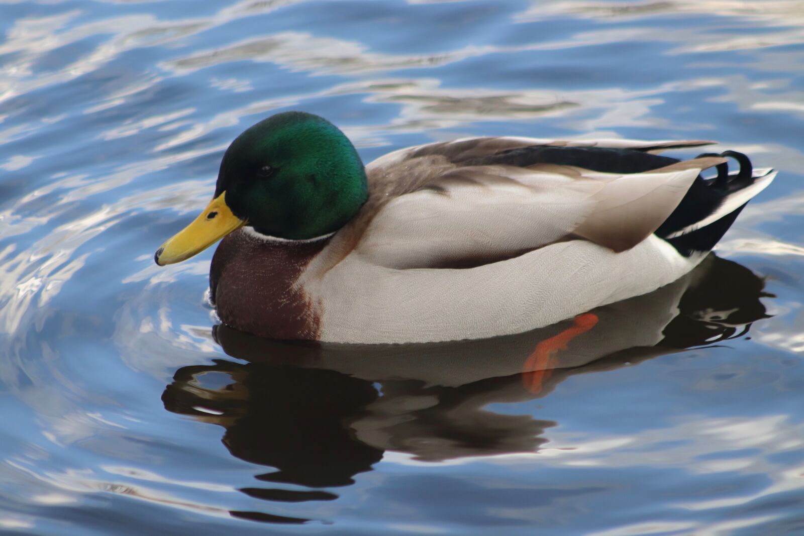 Canon EOS 800D (EOS Rebel T7i / EOS Kiss X9i) sample photo. Duck, drake, mallard photography