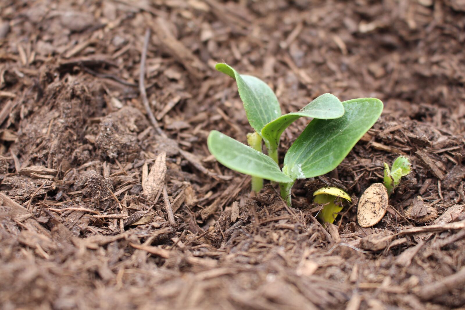 Canon EOS 700D (EOS Rebel T5i / EOS Kiss X7i) sample photo. Spring, seeds, sprout photography