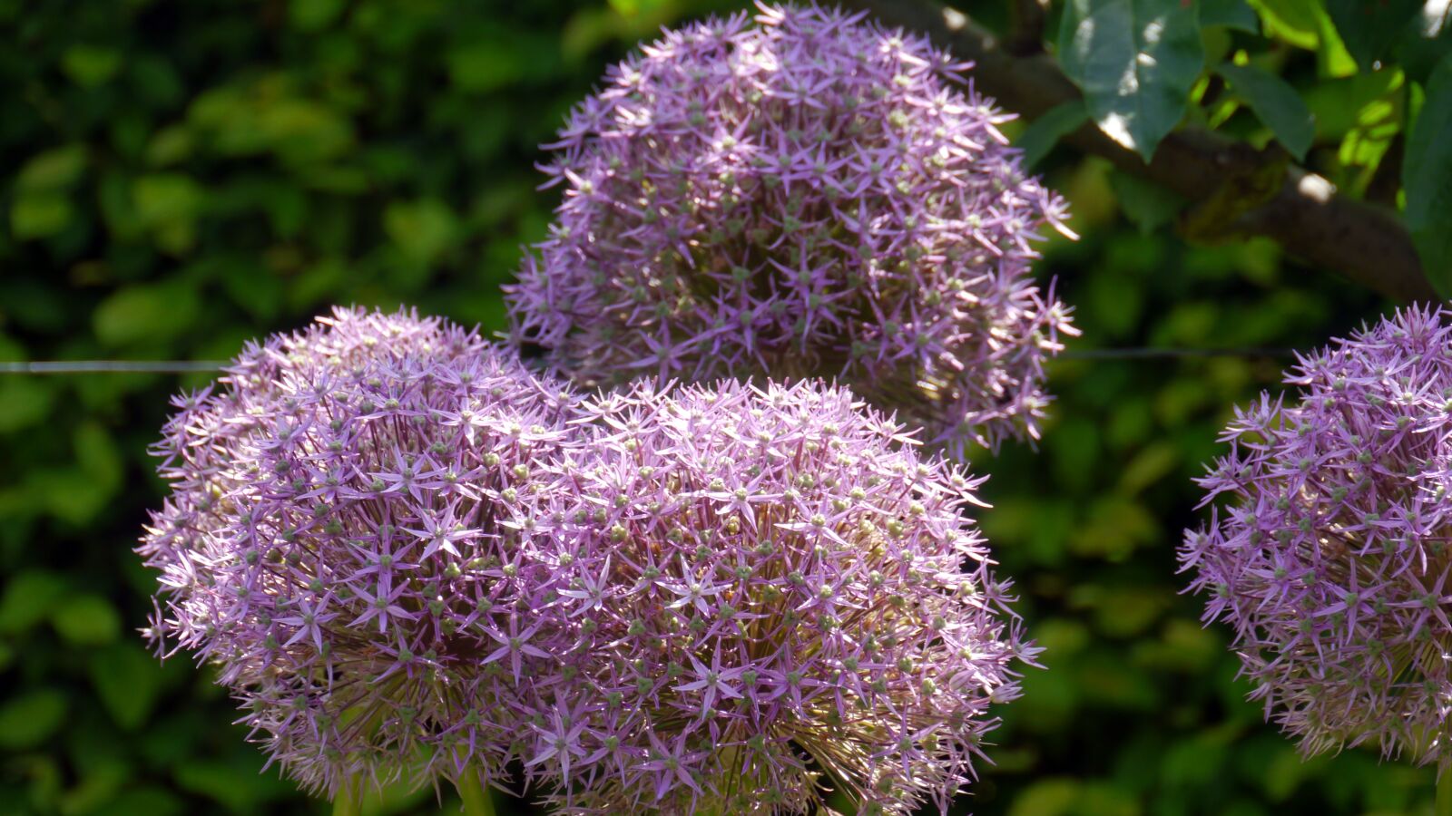 Panasonic Lumix DMC-G5 sample photo. Botanical garden, yvorie, flower photography