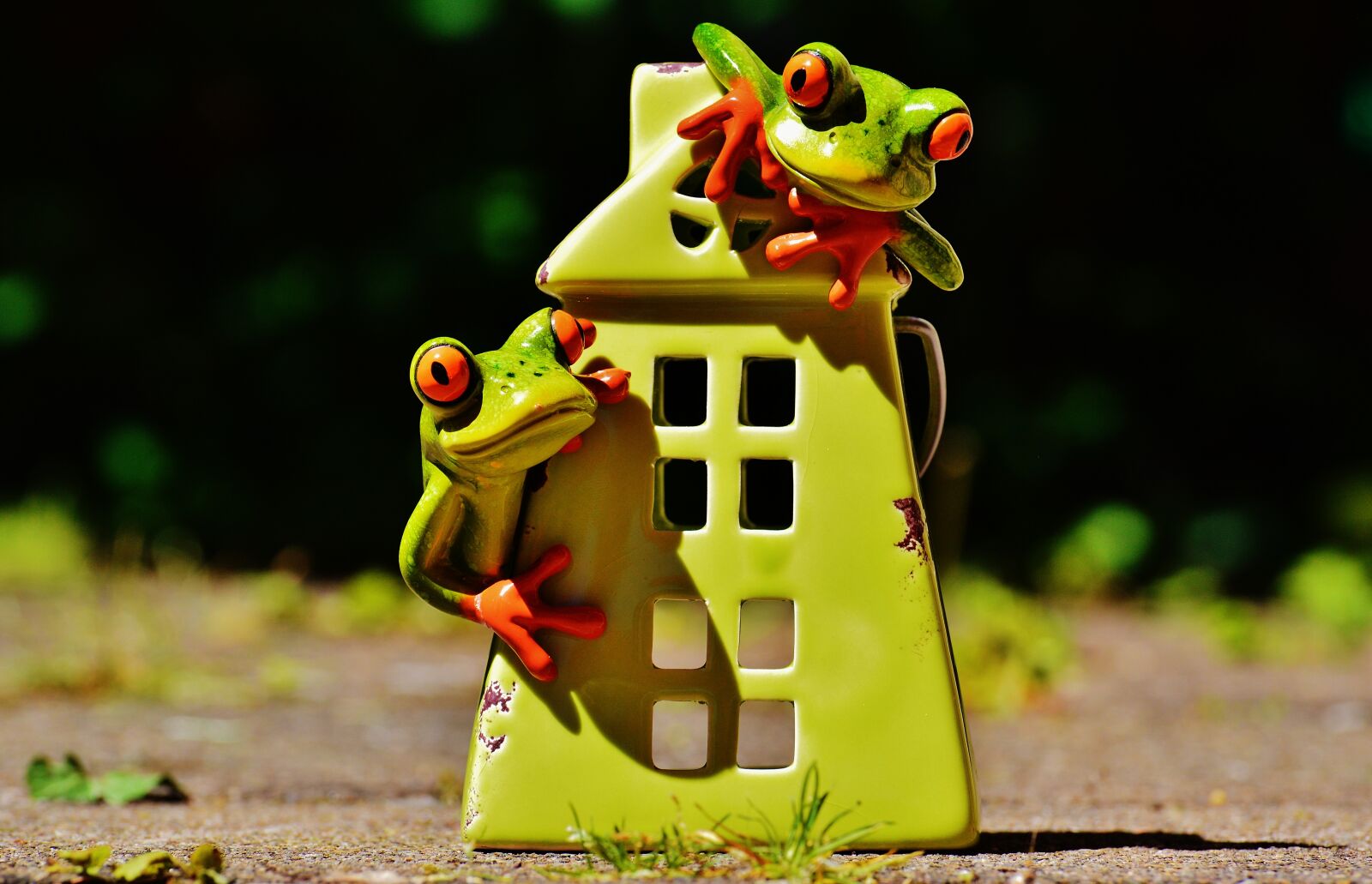 Nikon D3200 sample photo. Frogs, house, funny photography