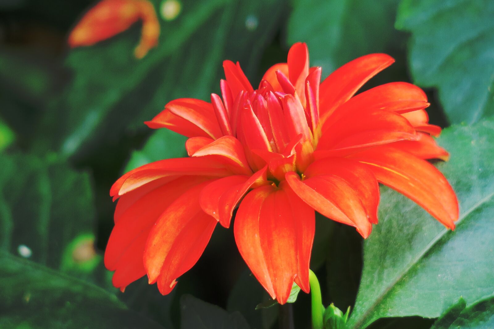 Canon PowerShot G3 X sample photo. Nature, flower, plant photography