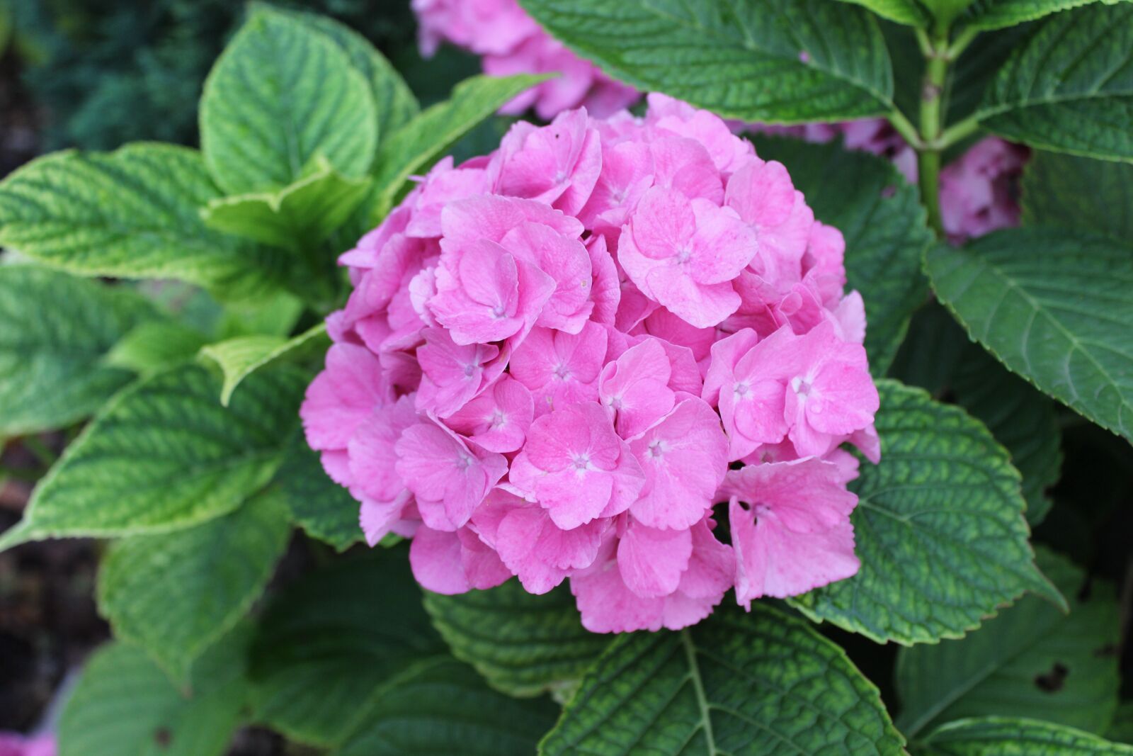 Canon EOS 600D (Rebel EOS T3i / EOS Kiss X5) sample photo. Flower, pink, garden photography