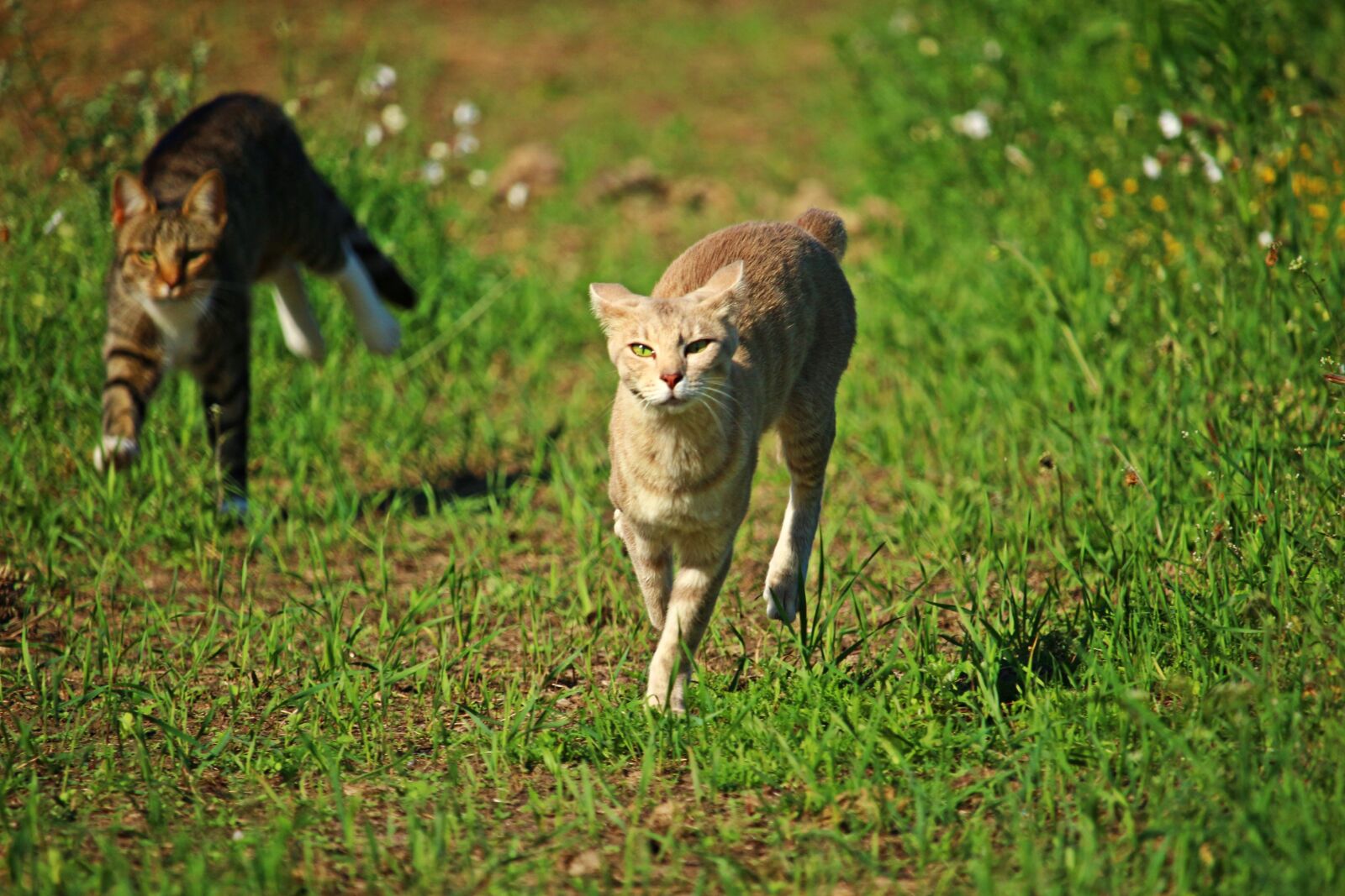 Canon EOS 100D (EOS Rebel SL1 / EOS Kiss X7) sample photo. Cat, mieze, hunting photography