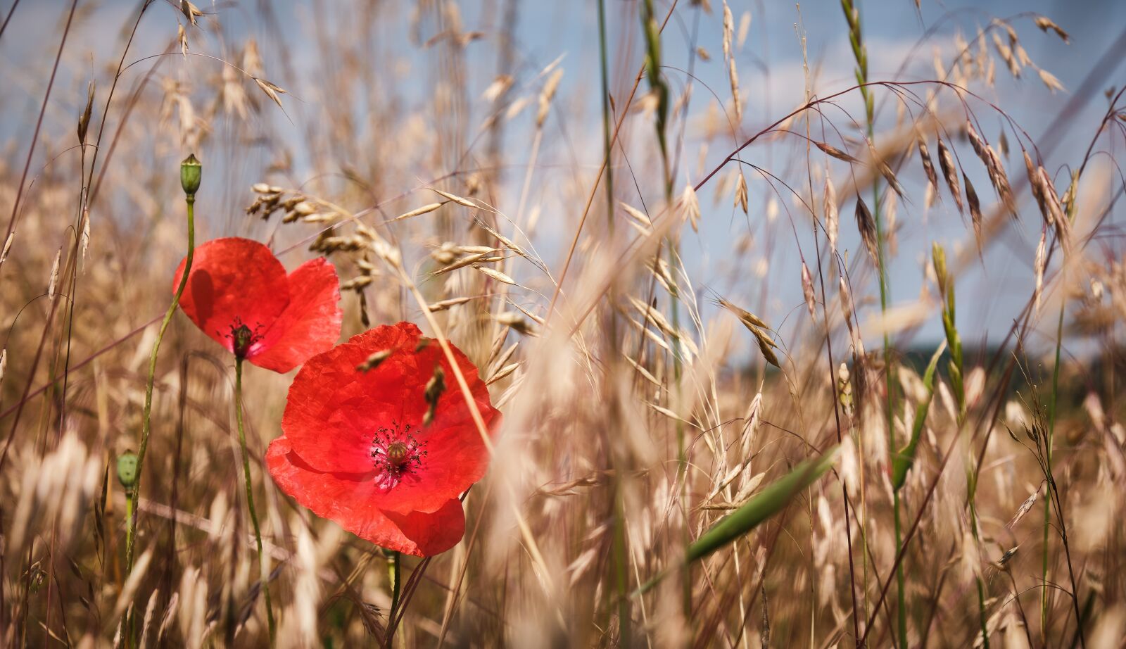 Fujifilm XF 18-55mm F2.8-4 R LM OIS sample photo. Poppy, cornfield, summer photography