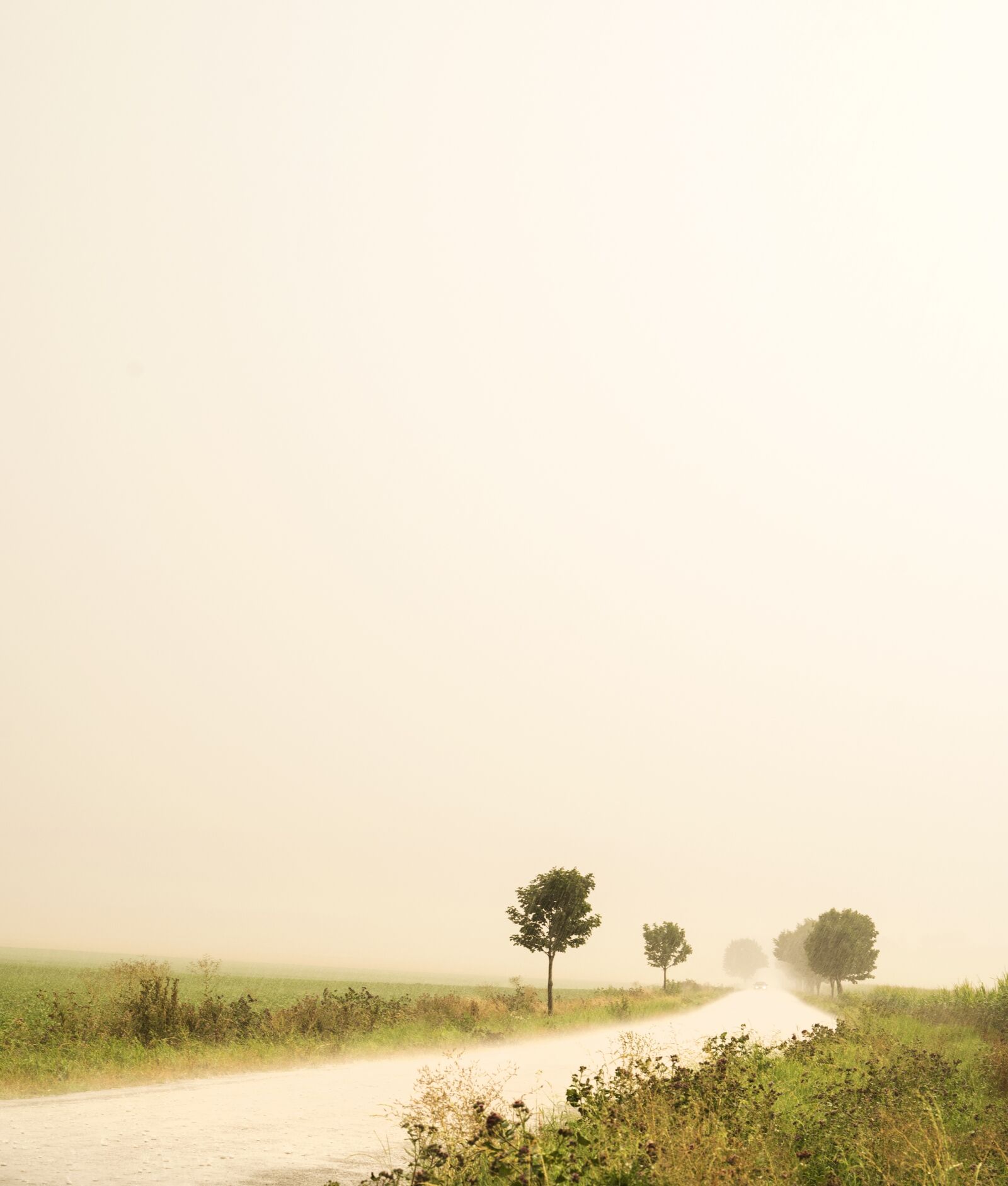 Nikon D610 sample photo. Rain, landscape, path photography