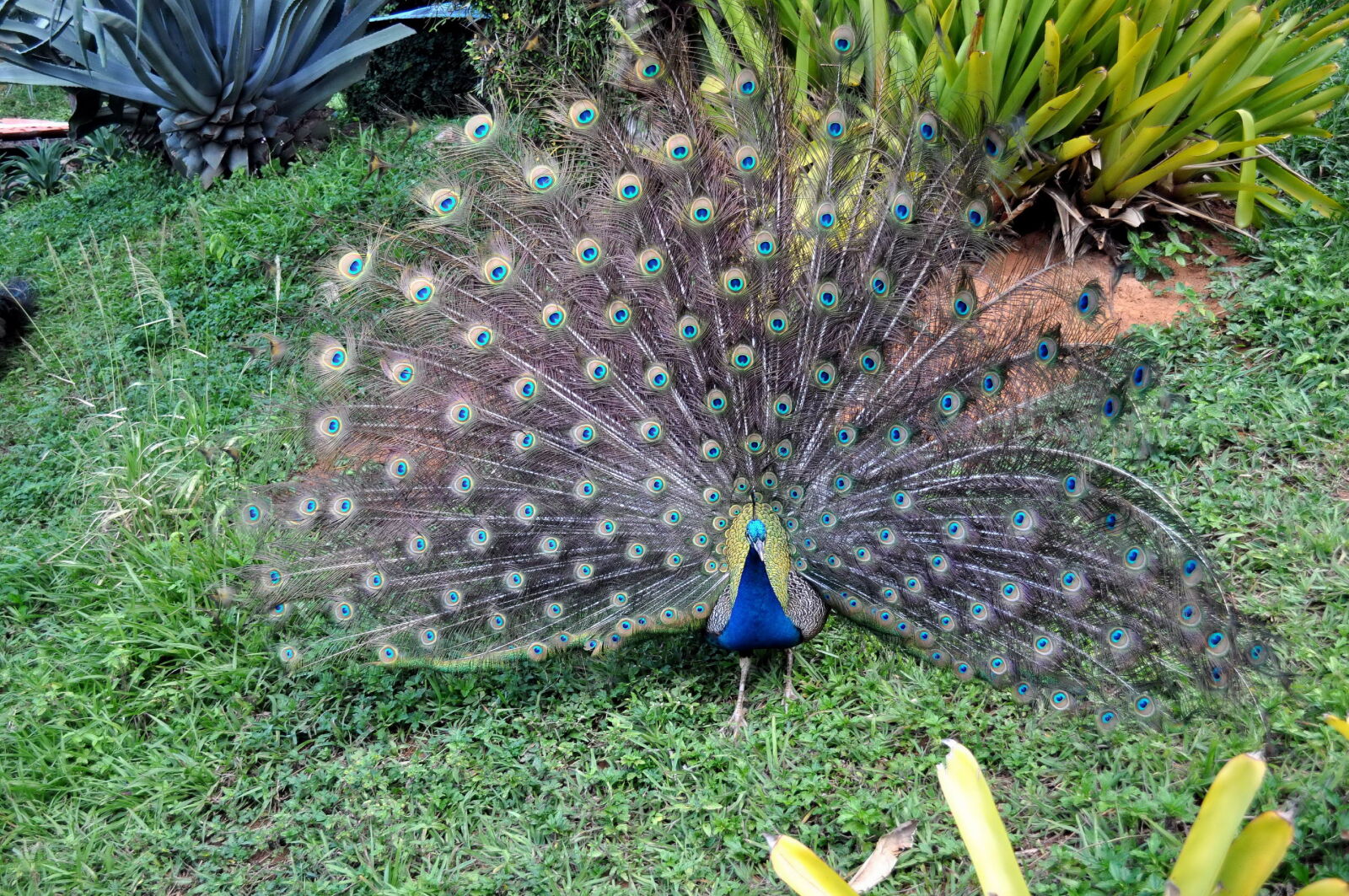 Nikon D5000 sample photo. Phasianidae, pavo, bird photography