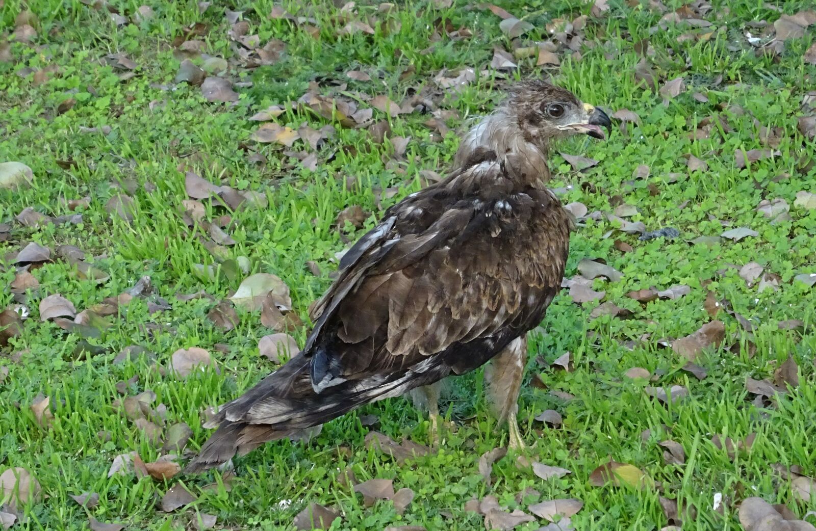 Sony DSC-HX60V sample photo. Bird, avian, kite photography