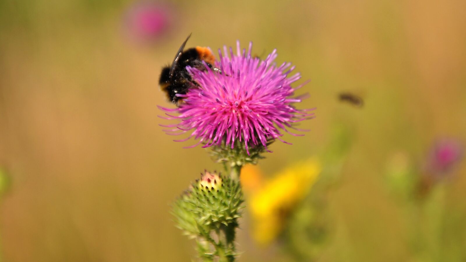 Nikon D90 sample photo. Thistle, summer, nature photography