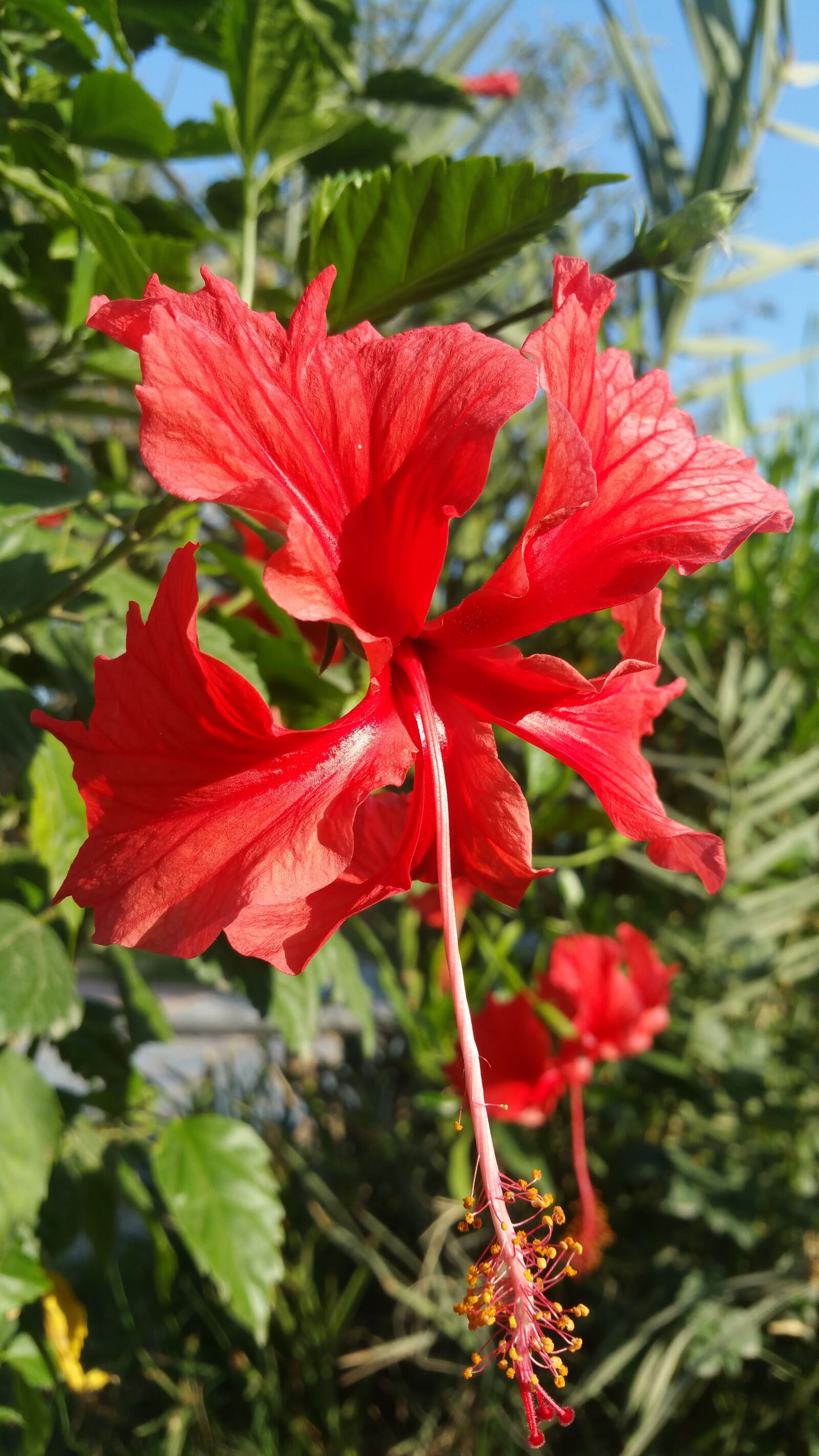 Samsung Galaxy Note4 sample photo. Nature, flora, flower photography