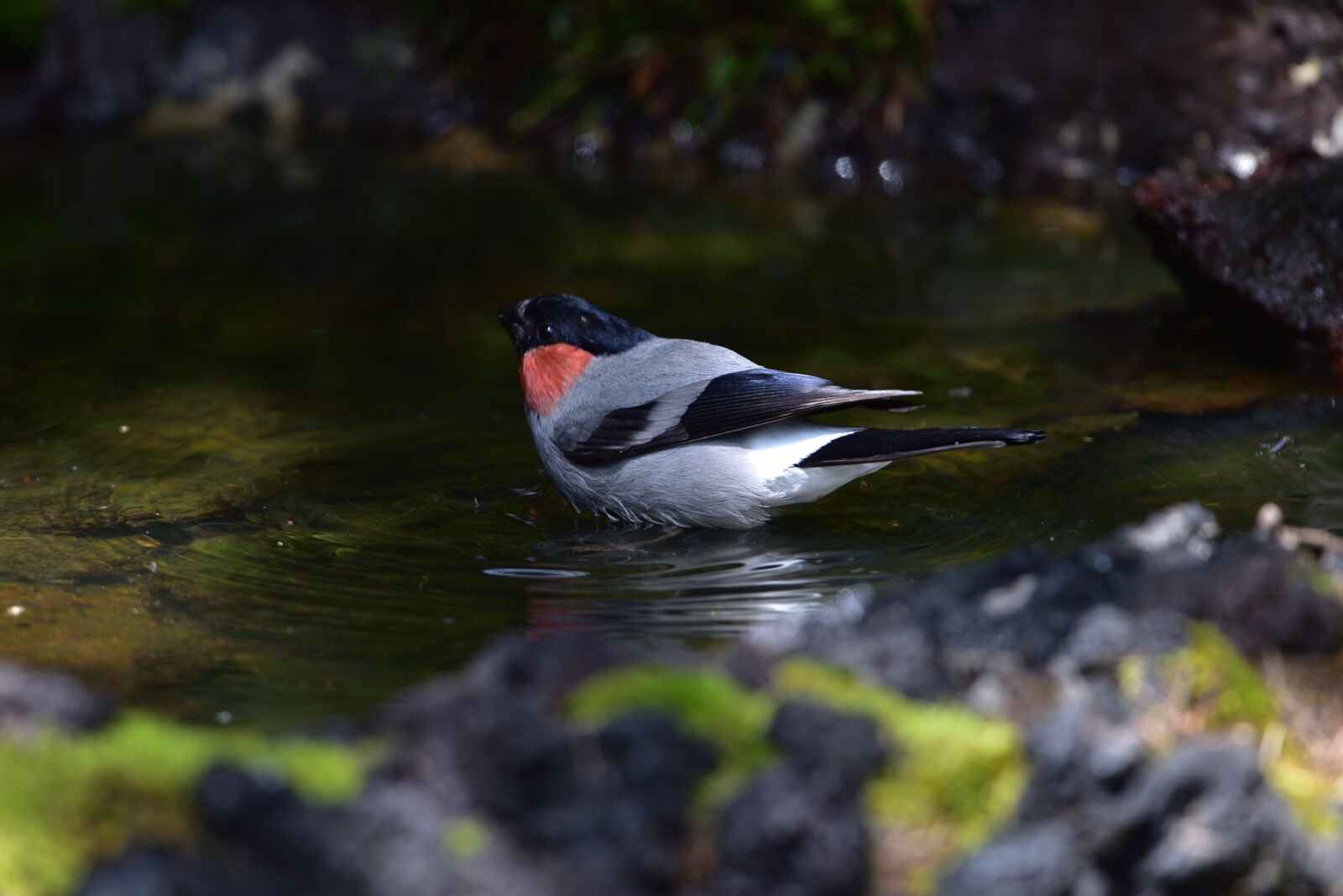 Nikon D810 sample photo. Natural, bird, wild animals photography