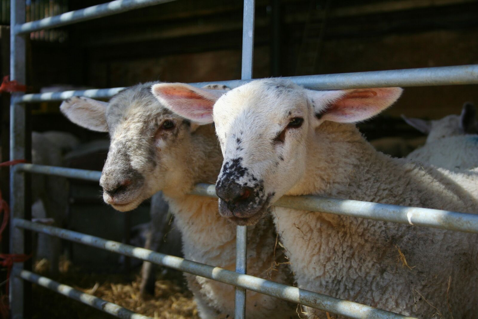 Canon EOS 350D (EOS Digital Rebel XT / EOS Kiss Digital N) sample photo. Sheep, lambs, farm photography