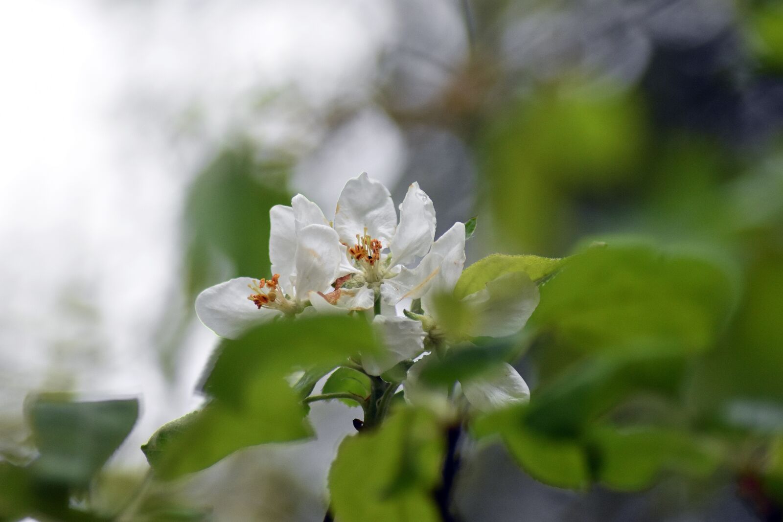 Nikon D3400 sample photo. Spring, sad, flowers photography
