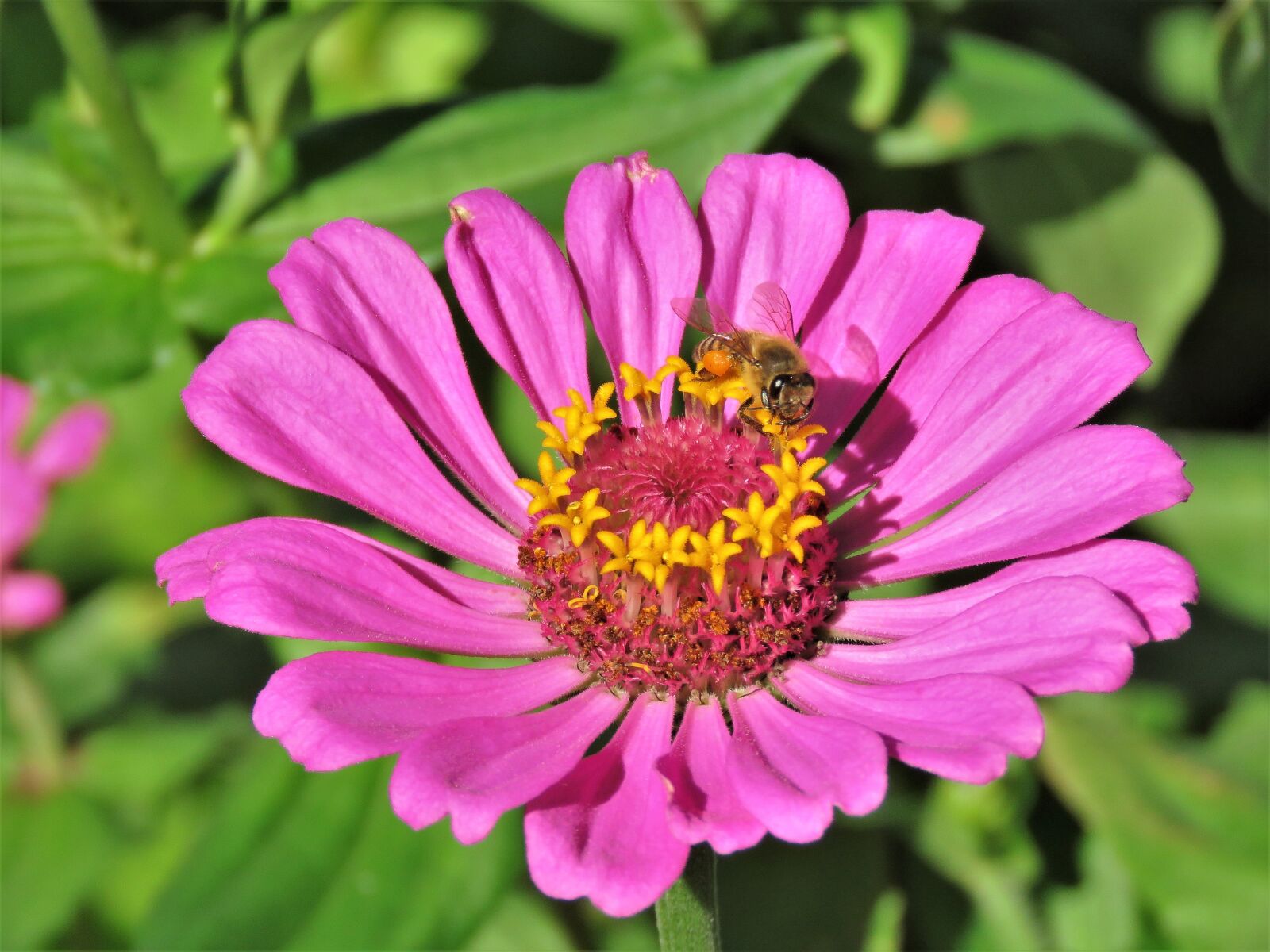 Canon PowerShot SX60 HS sample photo. Flower, pink, yellow photography