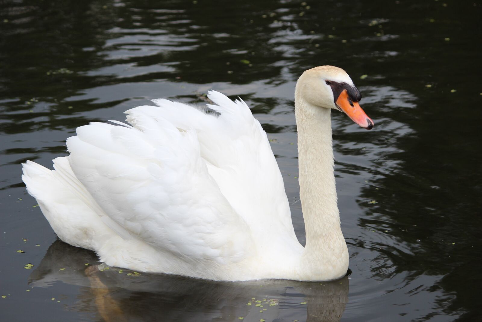Canon EOS 600D (Rebel EOS T3i / EOS Kiss X5) sample photo. Swan, waters, puddle photography