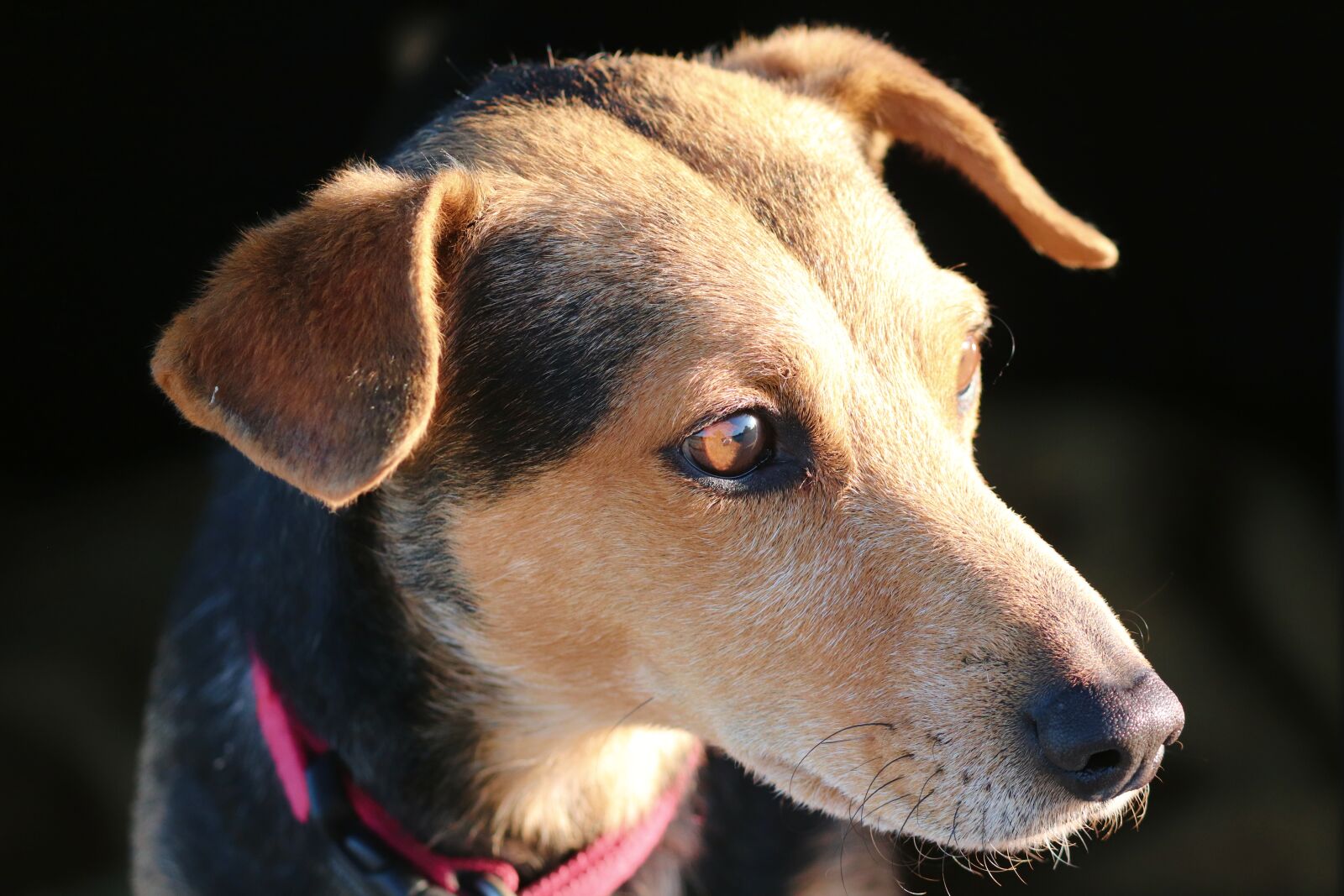 Canon EOS 200D (EOS Rebel SL2 / EOS Kiss X9) sample photo. Dog, friend, hybrid photography