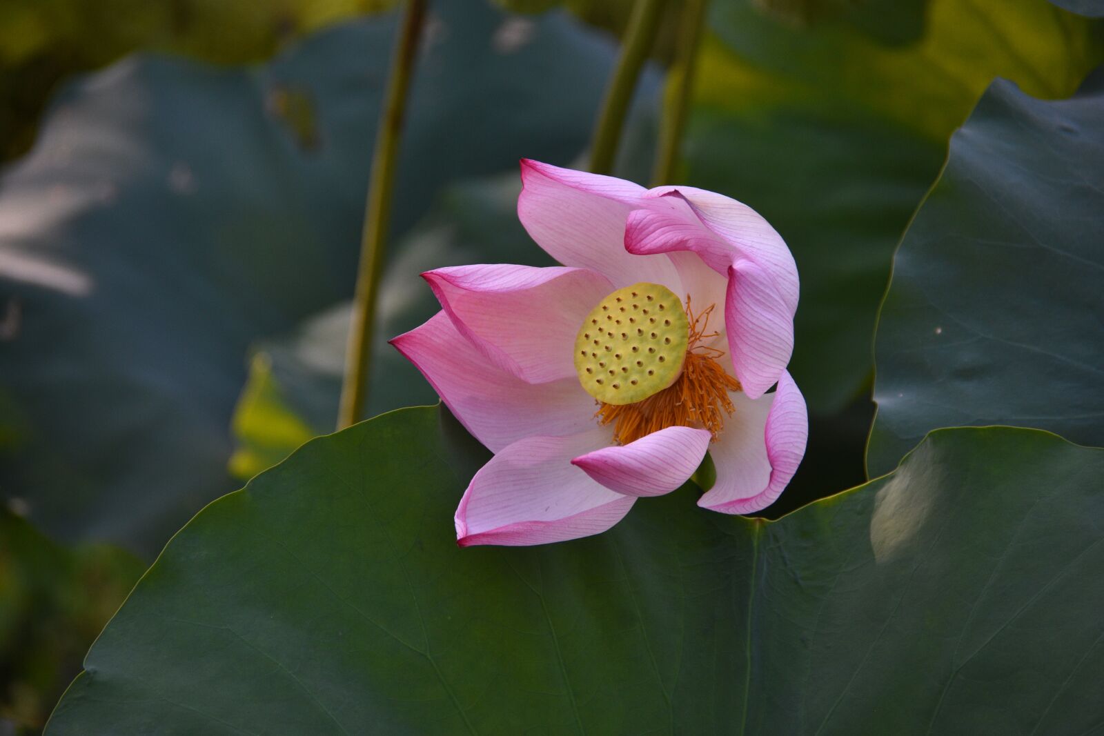 Nikon D7200 sample photo. Lotus, pink, bloom photography