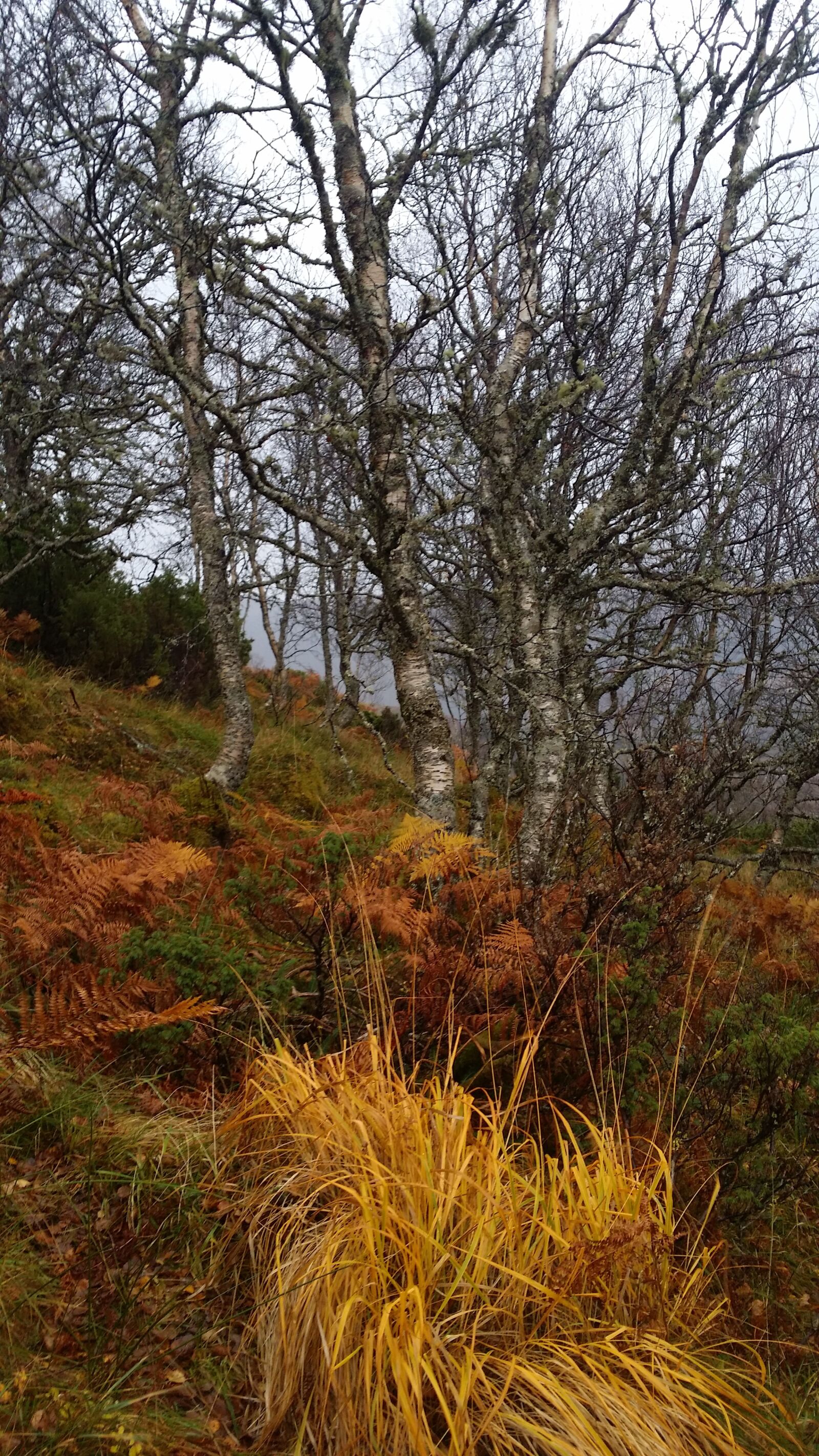 Samsung Galaxy S4 sample photo. Autumn, birch, the nature photography
