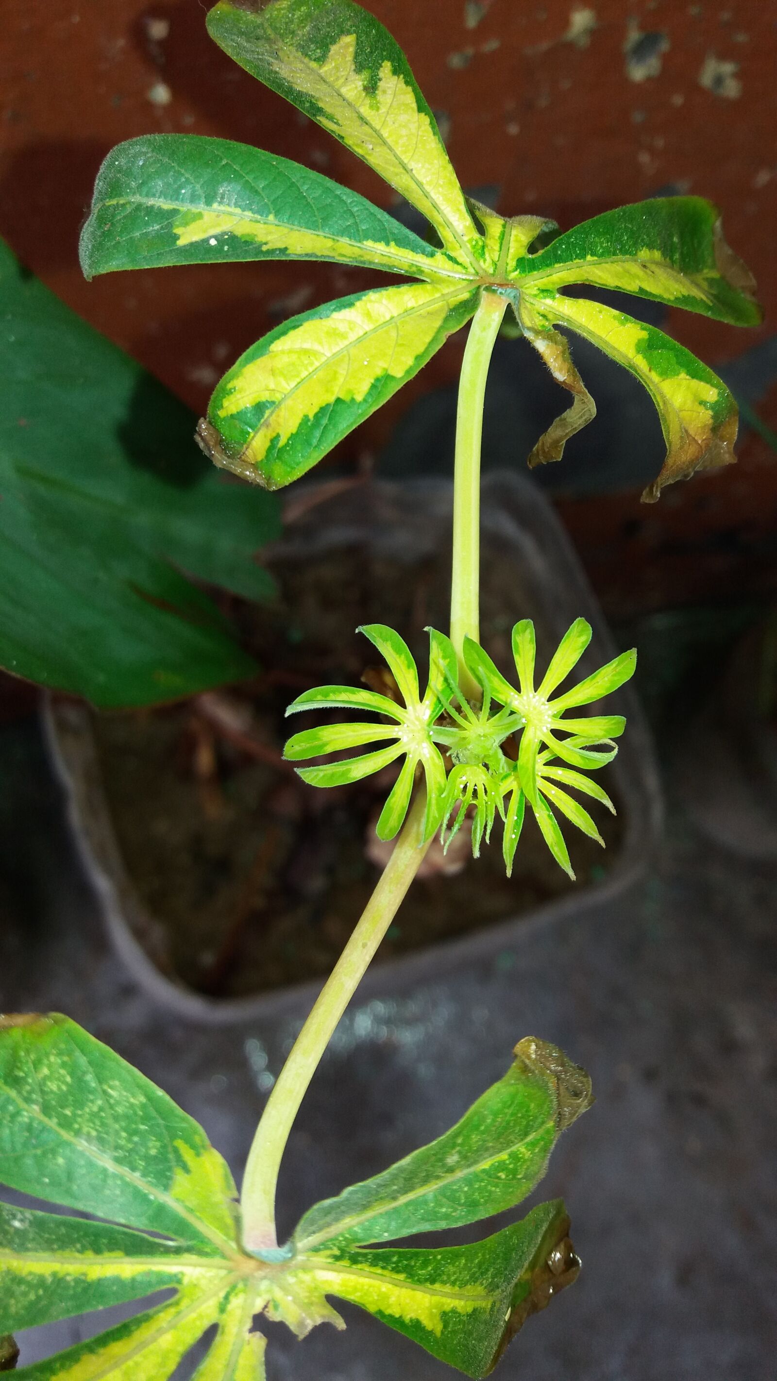 Samsung Galaxy J5 sample photo. In, my, house, small photography