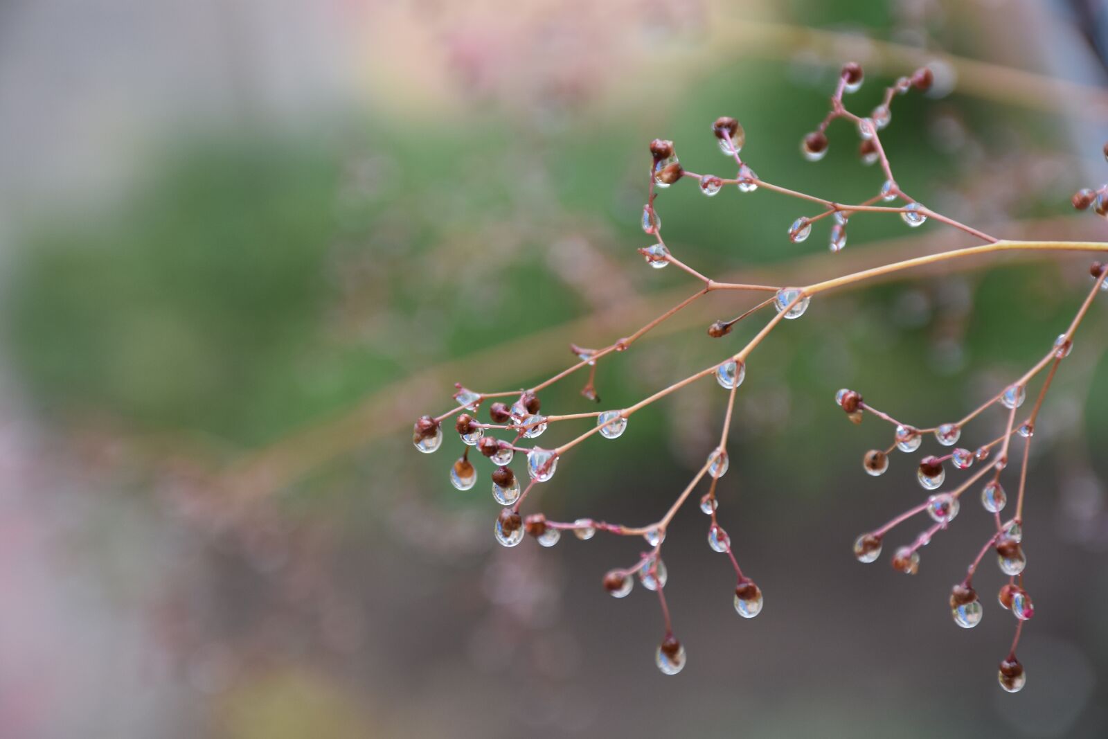 Nikon D7200 sample photo. Water droplets, rain, rainy photography