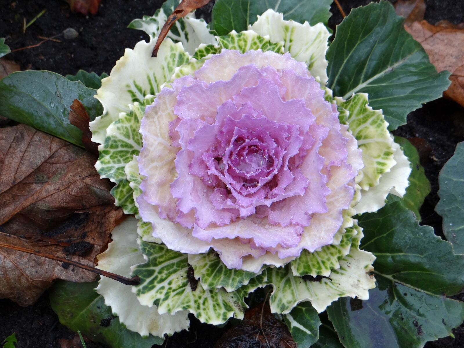 Sony DSC-HX200V sample photo. Decorative cabbage, flowerbed, rose photography