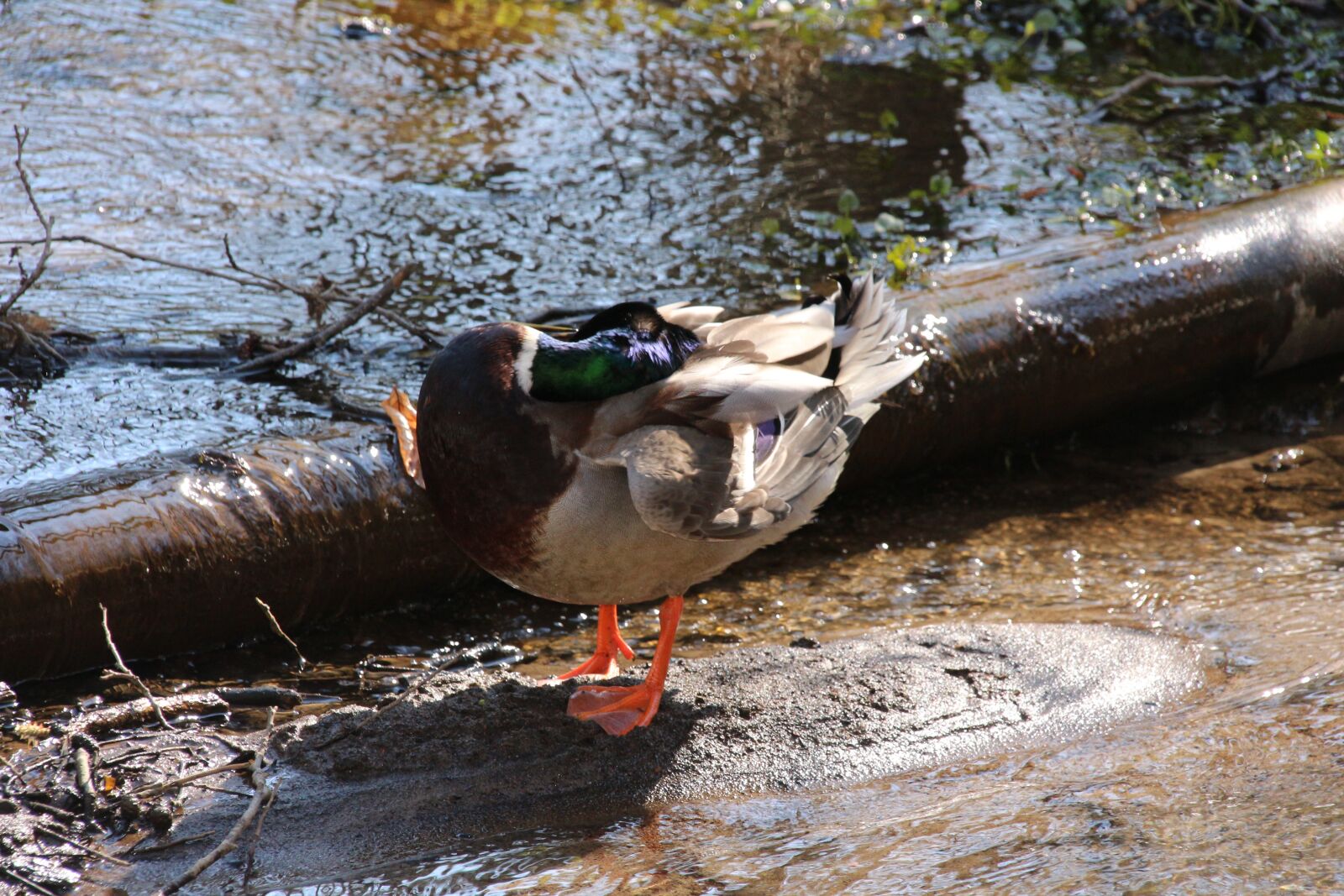 Canon EOS 700D (EOS Rebel T5i / EOS Kiss X7i) sample photo. Duck, water, bird photography