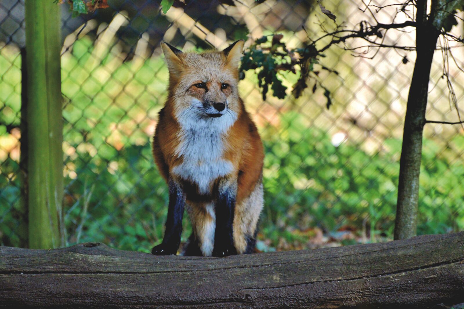 Nikon D3200 sample photo. Red fox, fuchs, wild photography