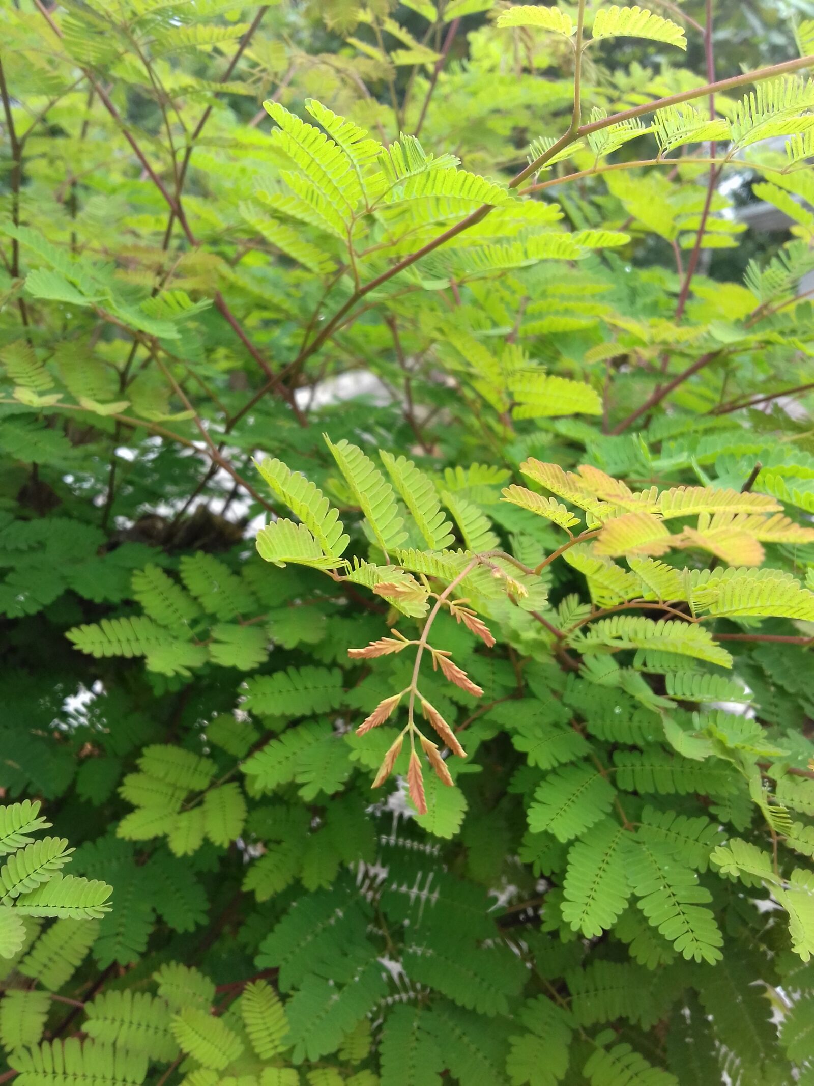 Samsung Galaxy J3(2016) sample photo. Green, leaves, bush photography