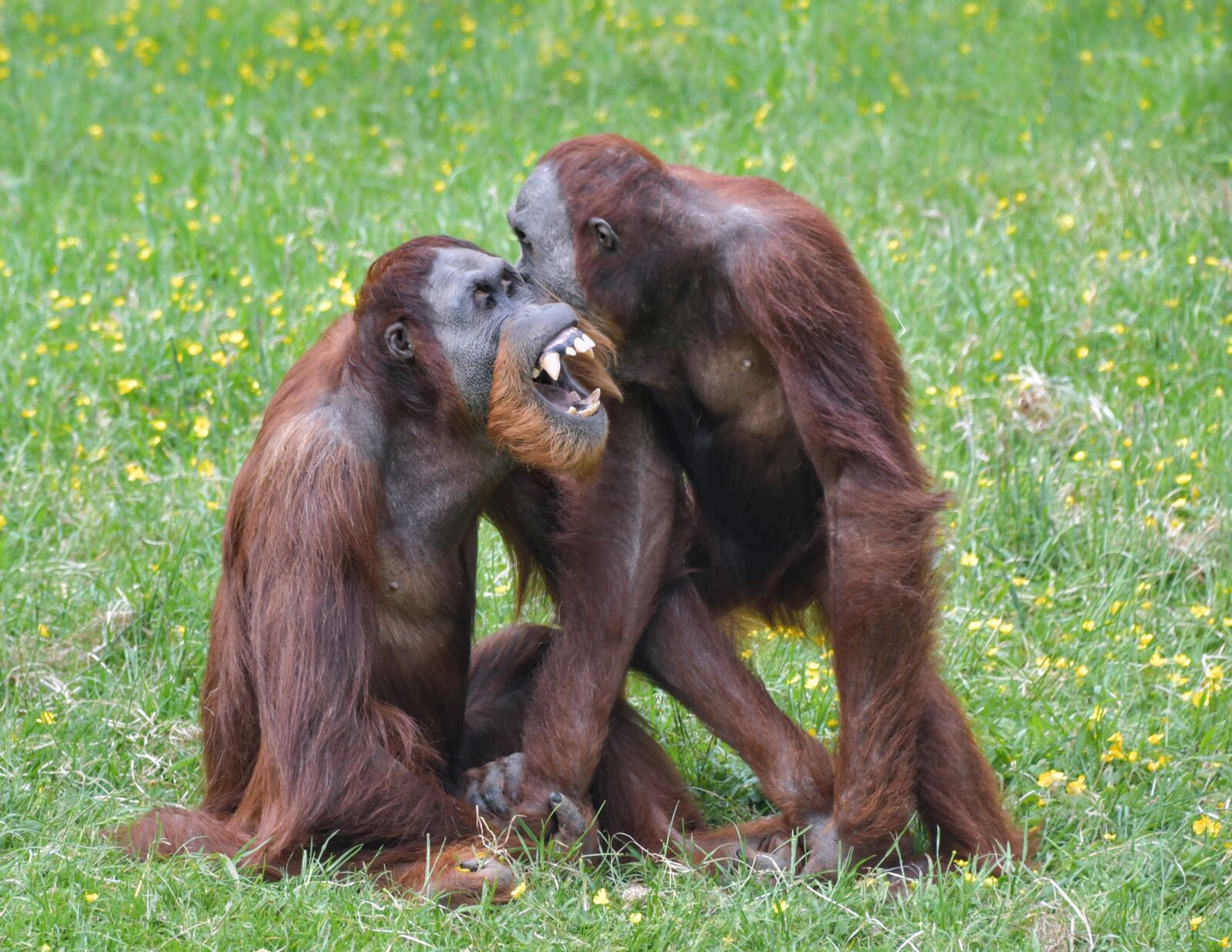 Nikon D500 sample photo. Orangutan, monkey, roux photography