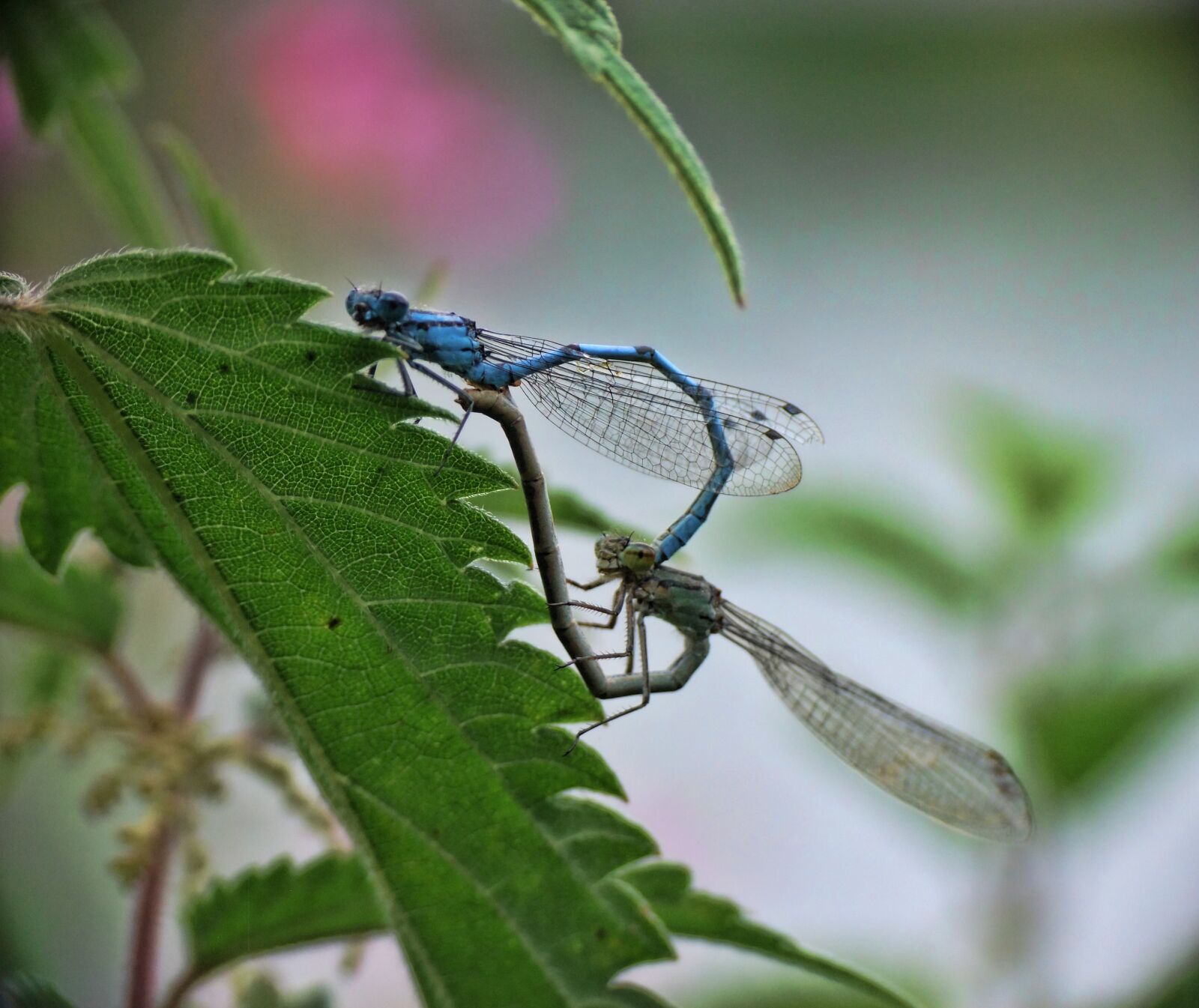 FujiFilm FinePix S200EXR (FinePix S205EXR) sample photo. Dragonfly, prey, predator photography