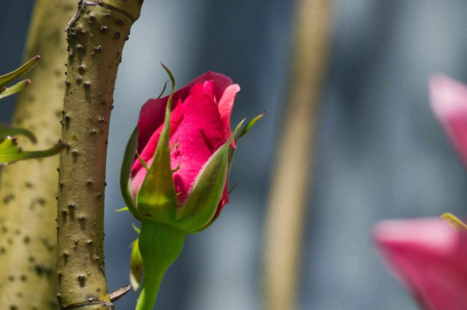 Nikon D3200 sample photo. Costa rica, garden, flower photography