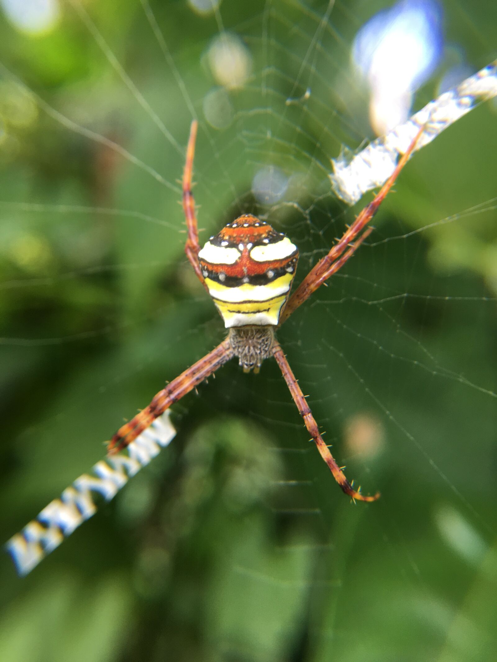 Apple iPhone 6s Plus sample photo. Spider, beautiful, pretty photography