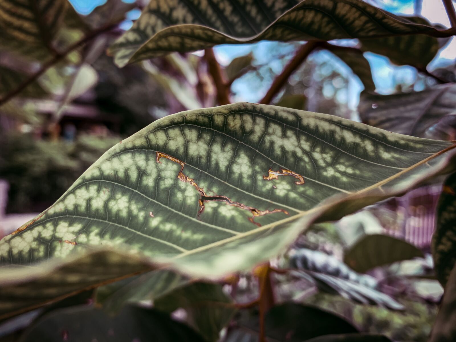 Apple iPhone XR sample photo. Leaf, torn leaf, torn photography