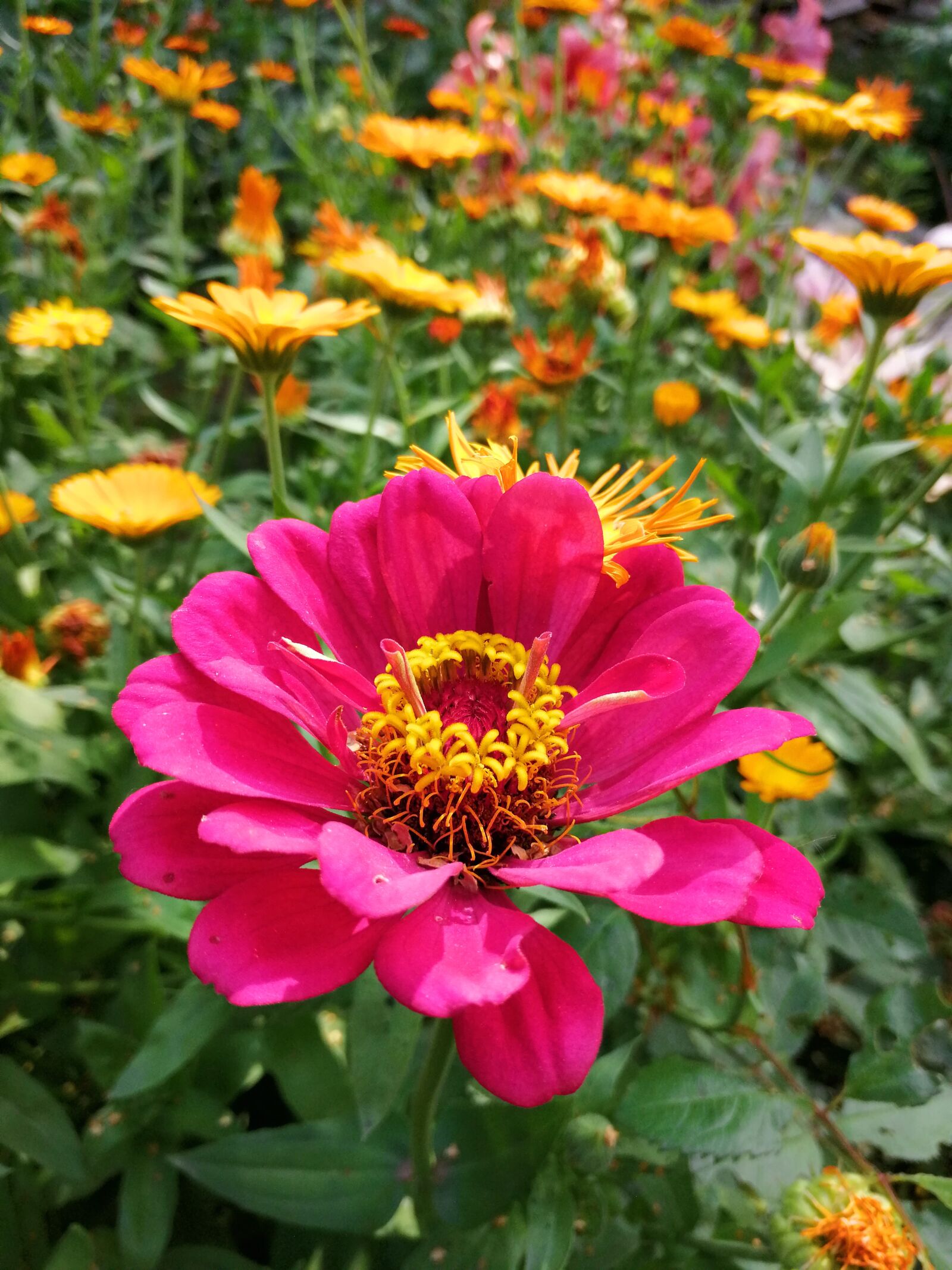 HUAWEI SNE-LX1 sample photo. Flower, garden, bloom photography