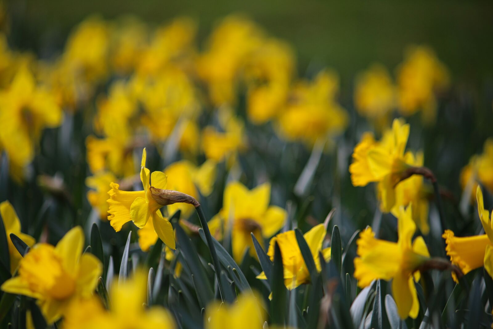 Canon EF-S 55-250mm F4-5.6 IS sample photo. Easter, osterglocken, yellow photography