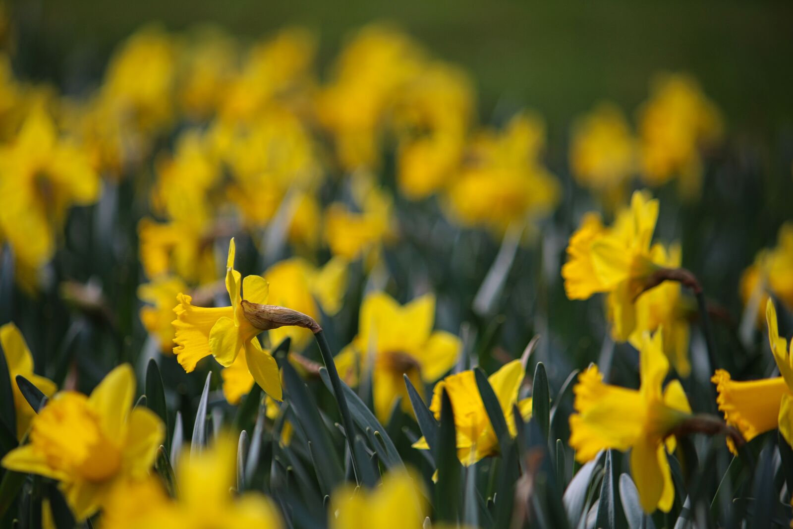 Canon EOS 70D + Canon EF-S 55-250mm F4-5.6 IS sample photo. Easter, osterglocken, yellow photography