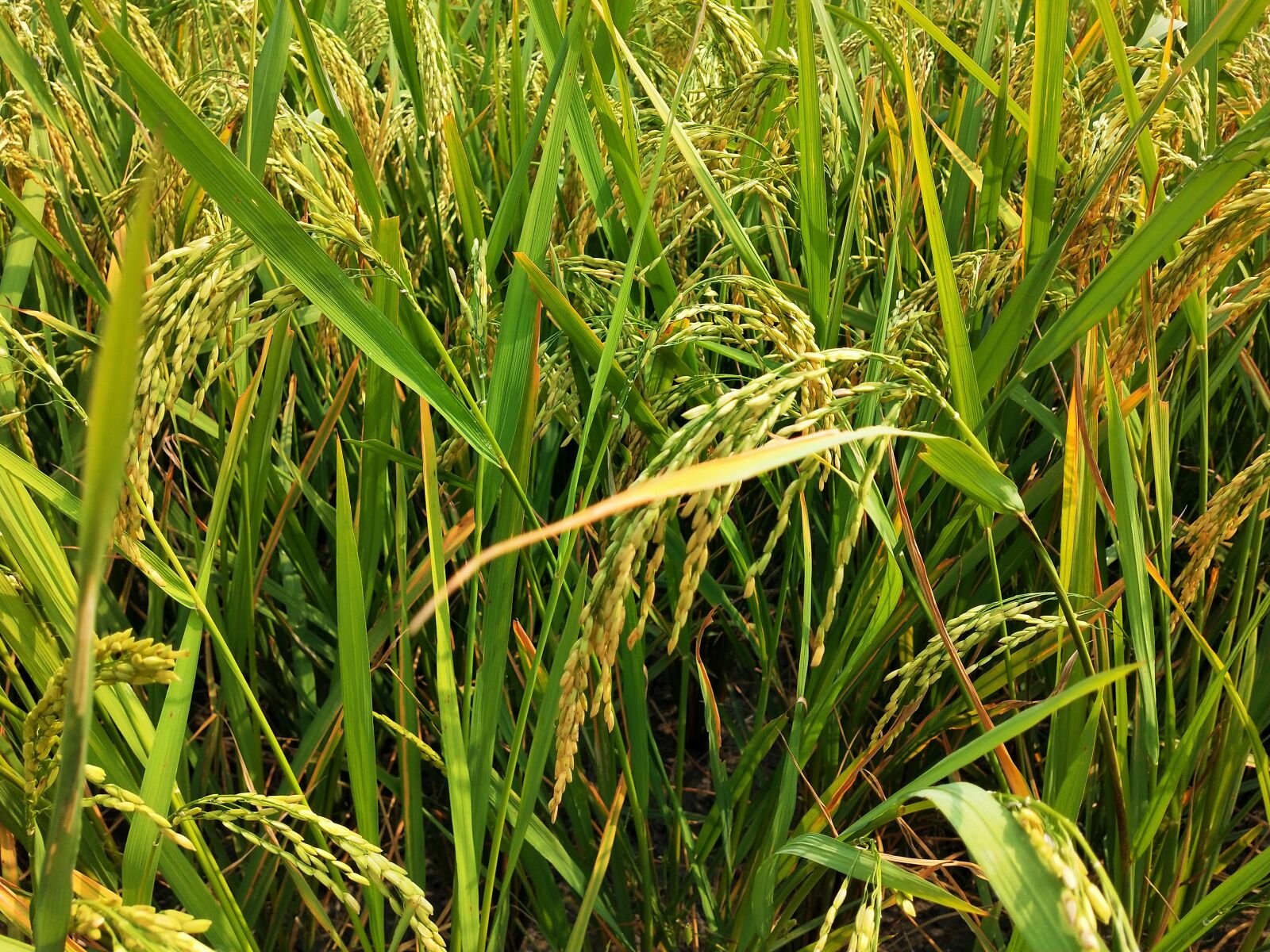 OPPO Realme 2 Pro sample photo. Paddy, rice, paddy field photography