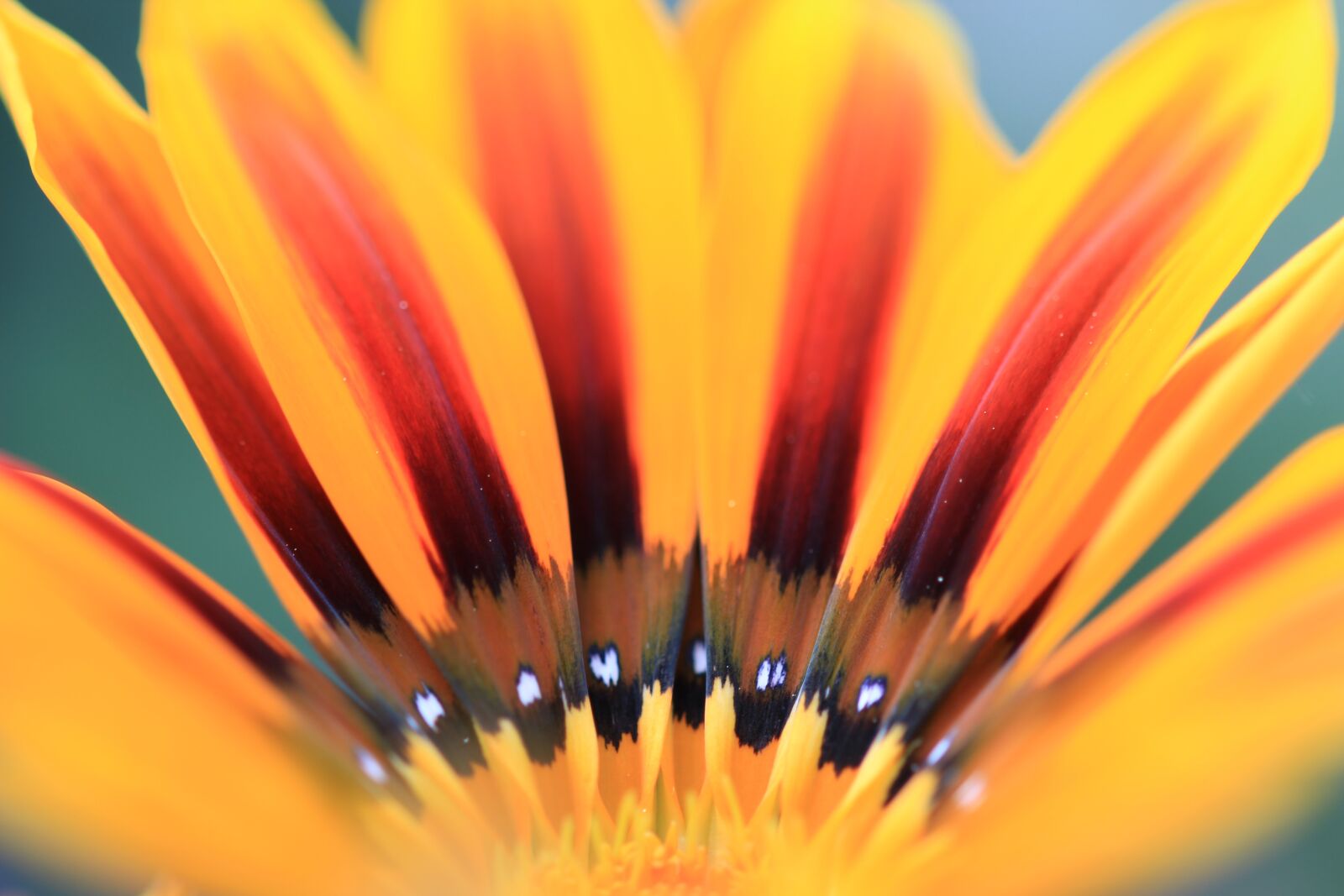 Canon EOS 600D (Rebel EOS T3i / EOS Kiss X5) sample photo. Nature, flower, summer photography