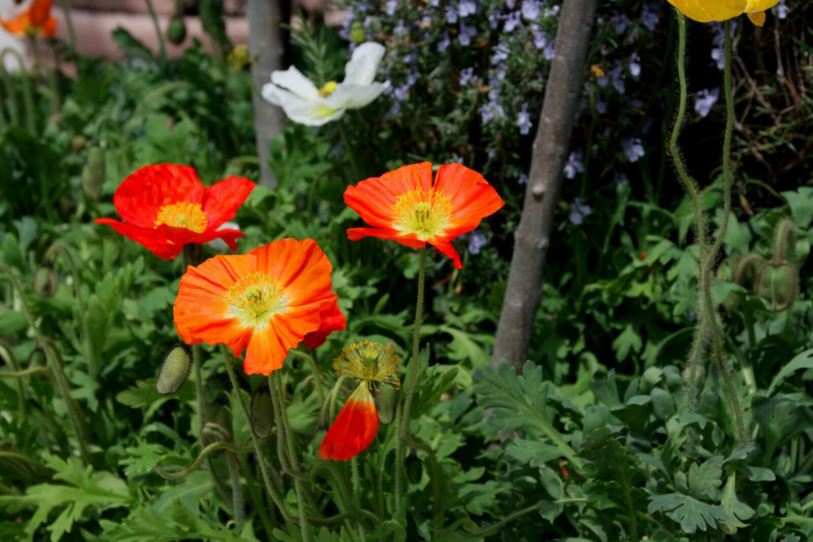 Canon EOS 700D (EOS Rebel T5i / EOS Kiss X7i) sample photo. Flowers, poppy, orange photography